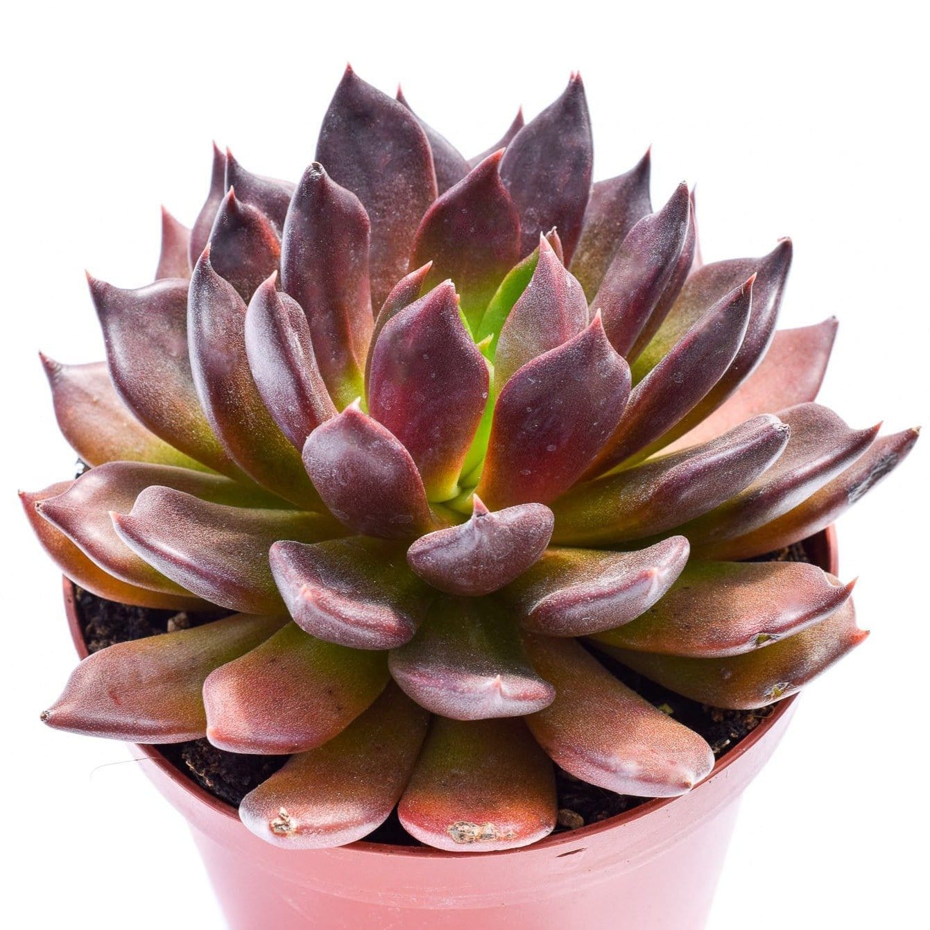 escherichia succulent Echeveria Echoc for Sale| Black Succulents for Sale| Succulent Market