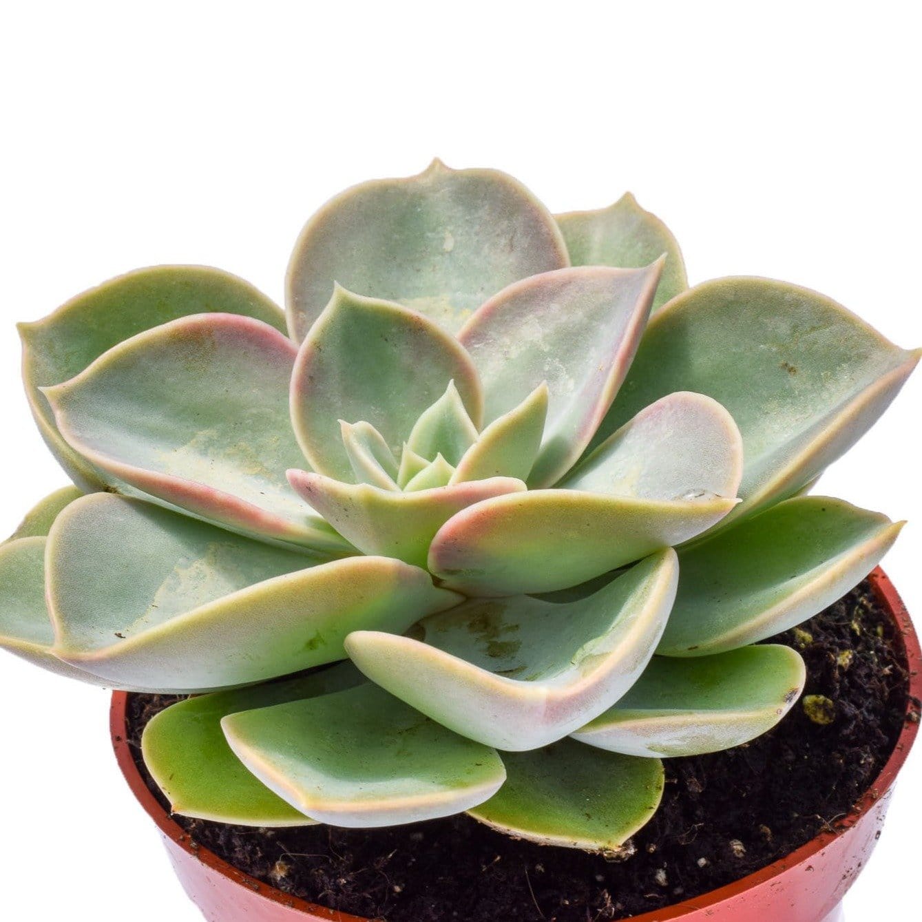 pearl succulents for sale Echeveria Green Pearl for Sale| Succulents for Sale| Succulent Market
