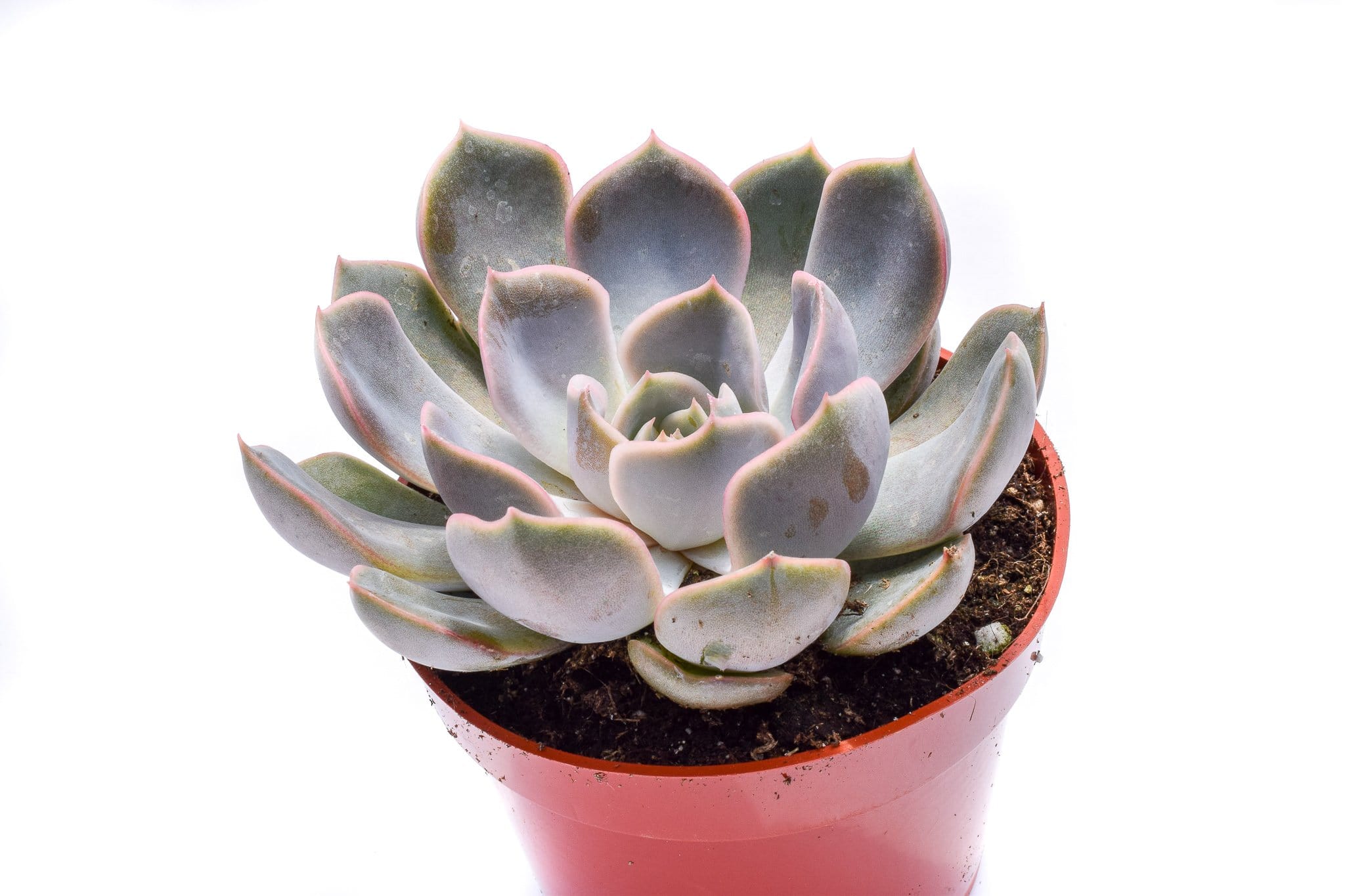orion succulent Echeveria Orion | Succulents for Sale | Succulent Market
