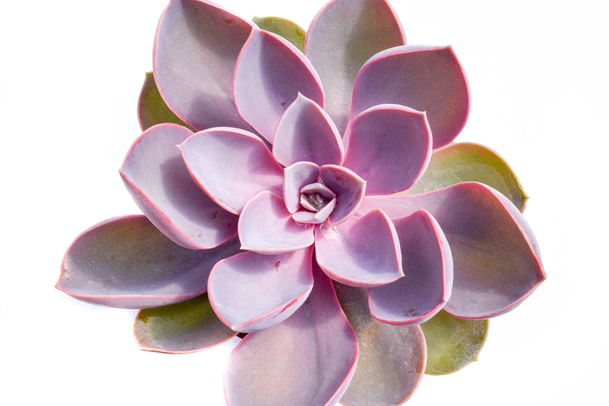 succulent purple Echeveria Purple PearlDefault Title
