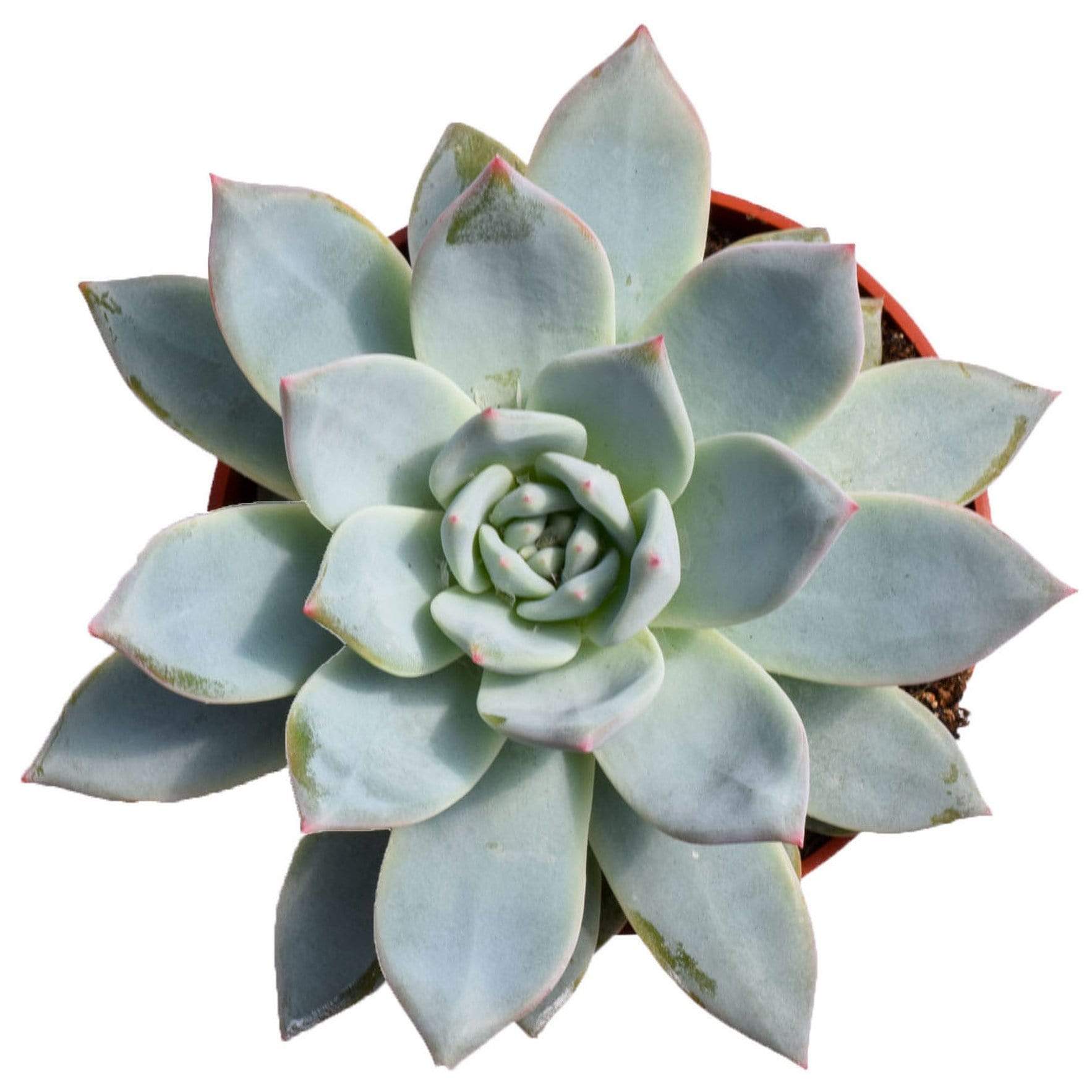 blue succulents for sale Echeveria Blue Bird for Sale|Blue Succulents for Sale|Succulent Market