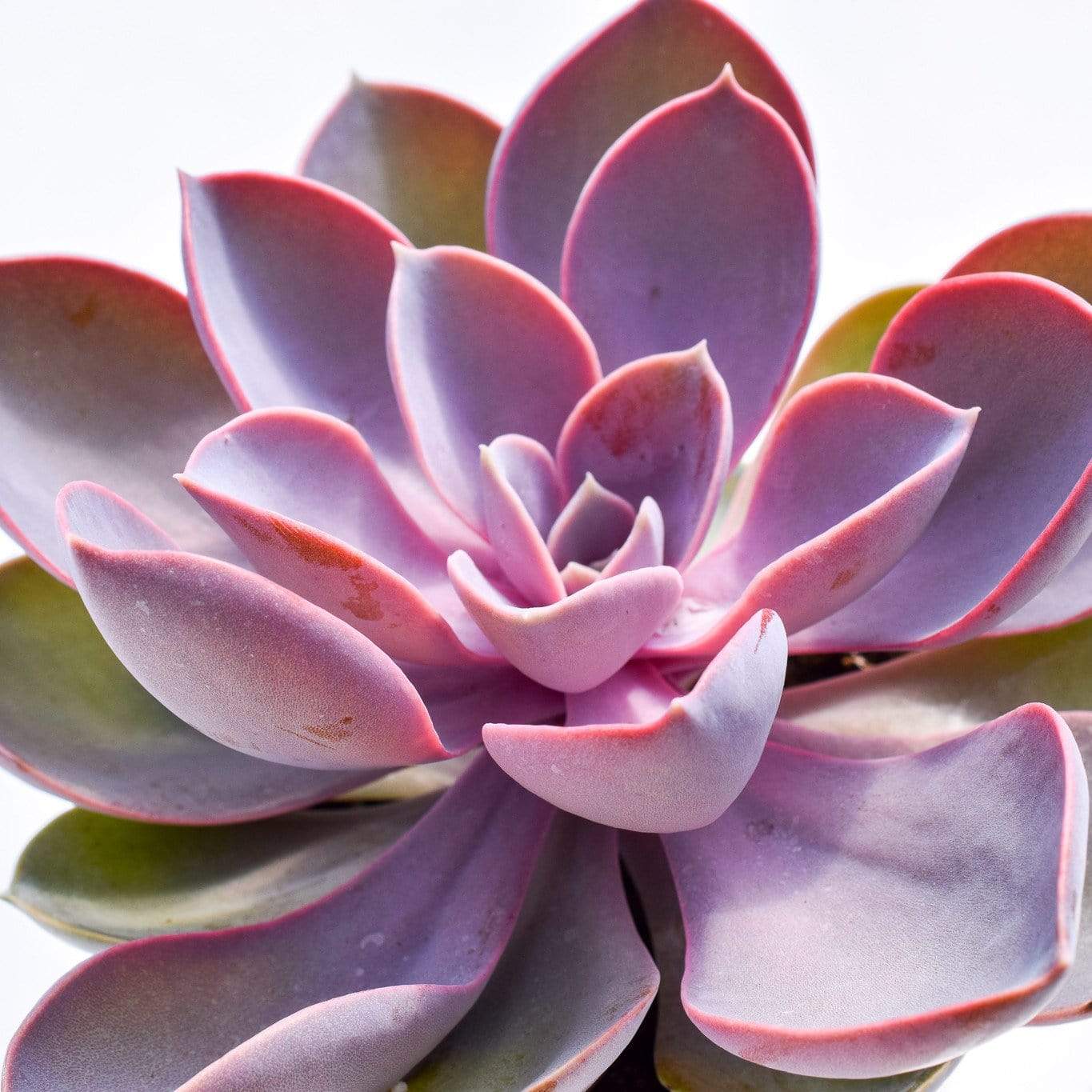succulent purple Echeveria Purple Pearl for Sale| Purple Succulents for Sale