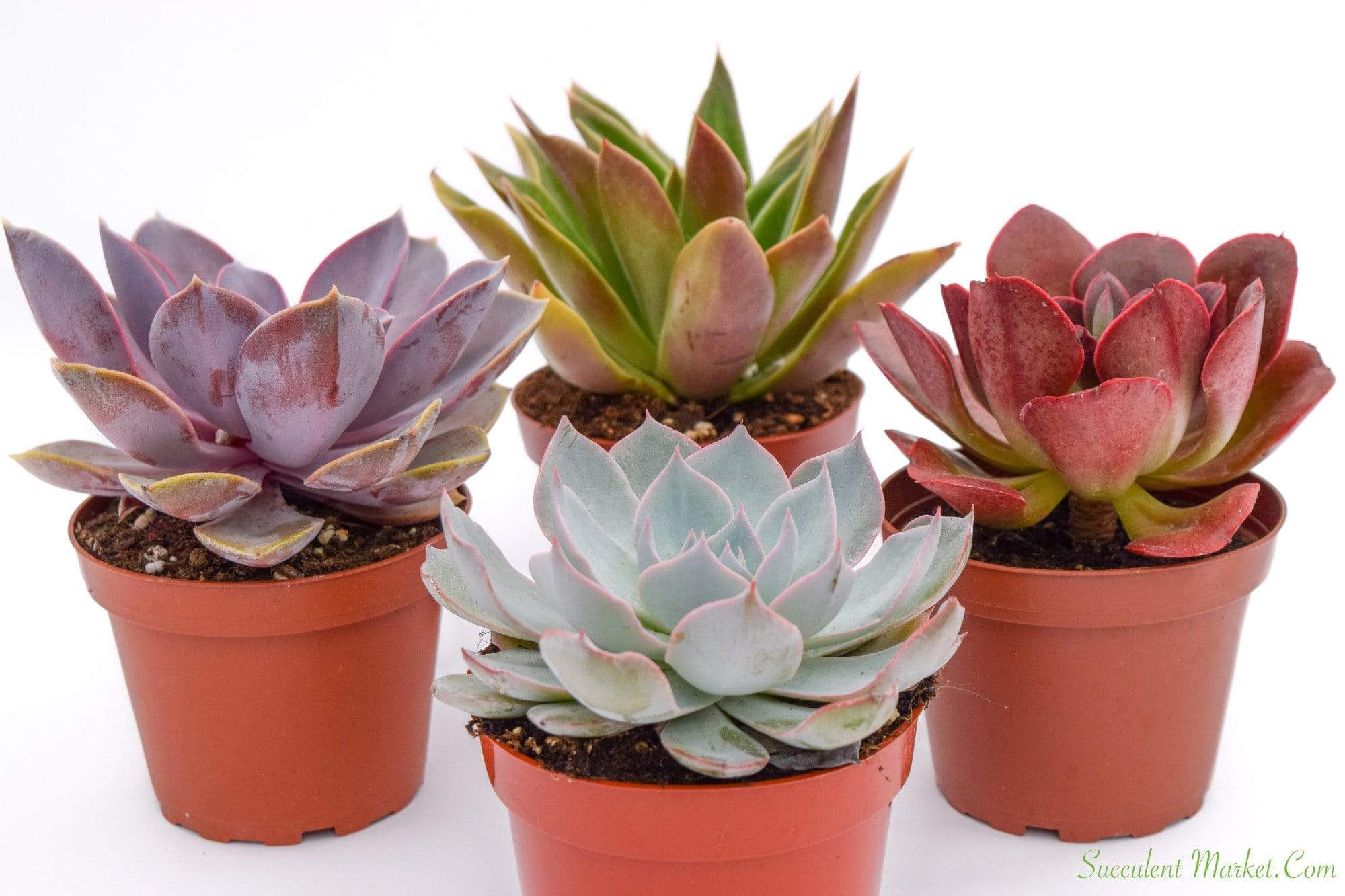 succulent plants near me Live Echeveria Succulent Plants (4 Pack) Assorted 4-Inch Fully Rooted Echeveria Succulents Live Rosette Succulent Set