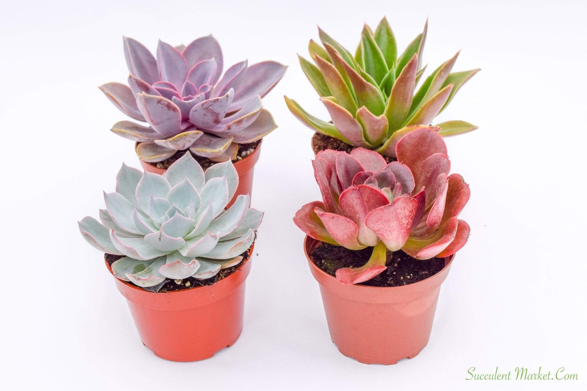 colorful succulents home depot Live Echeveria Succulent Plants (4 Pack) Assorted 4-Inch Fully Rooted Echeveria Succulents Live Rosette Succulent Set