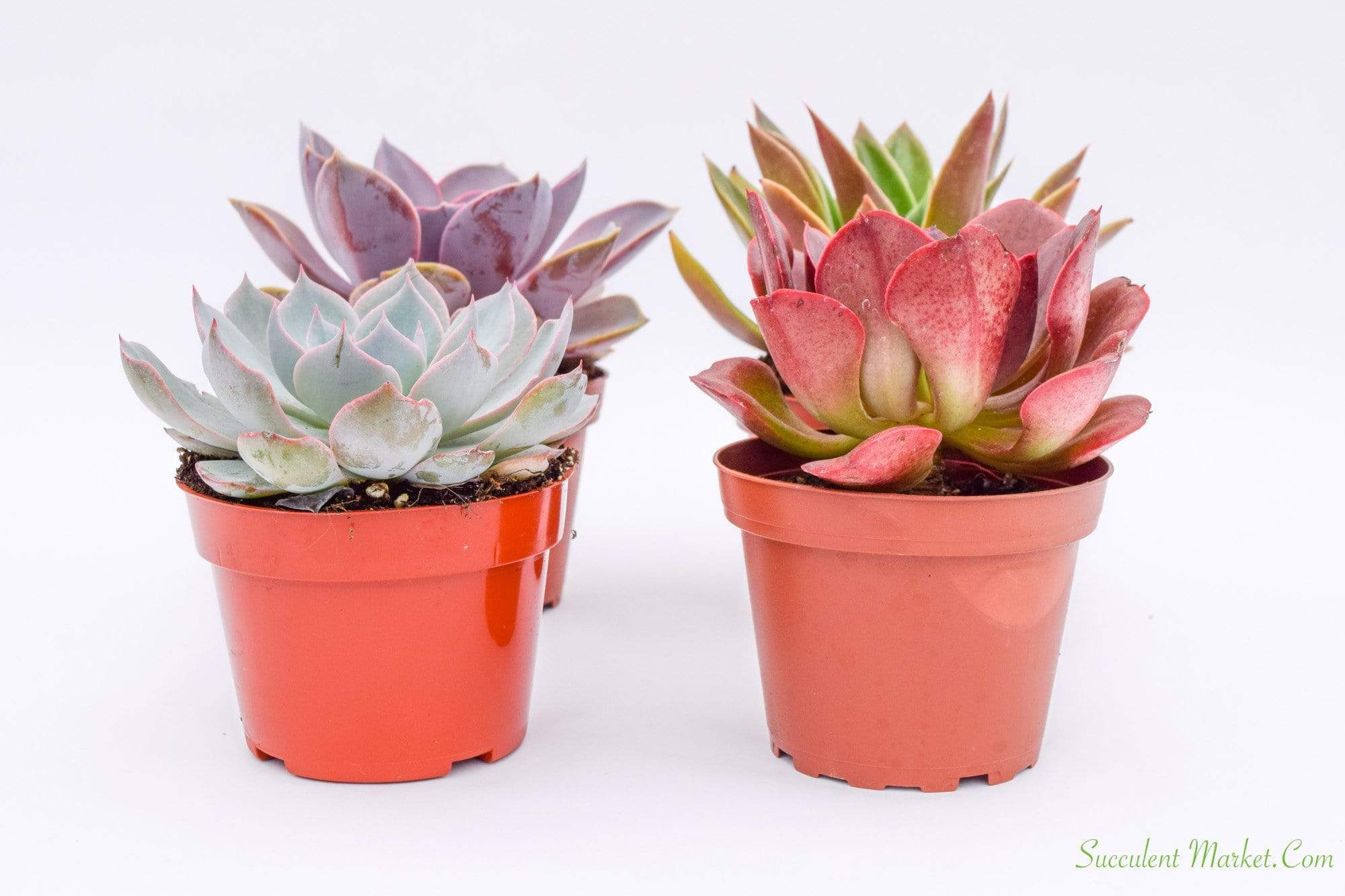 Live Echeveria Succulent Plants (4 Pack) Assorted 4-Inch Fully Rooted Echeveria Succulents Live Rosette Succulent Set