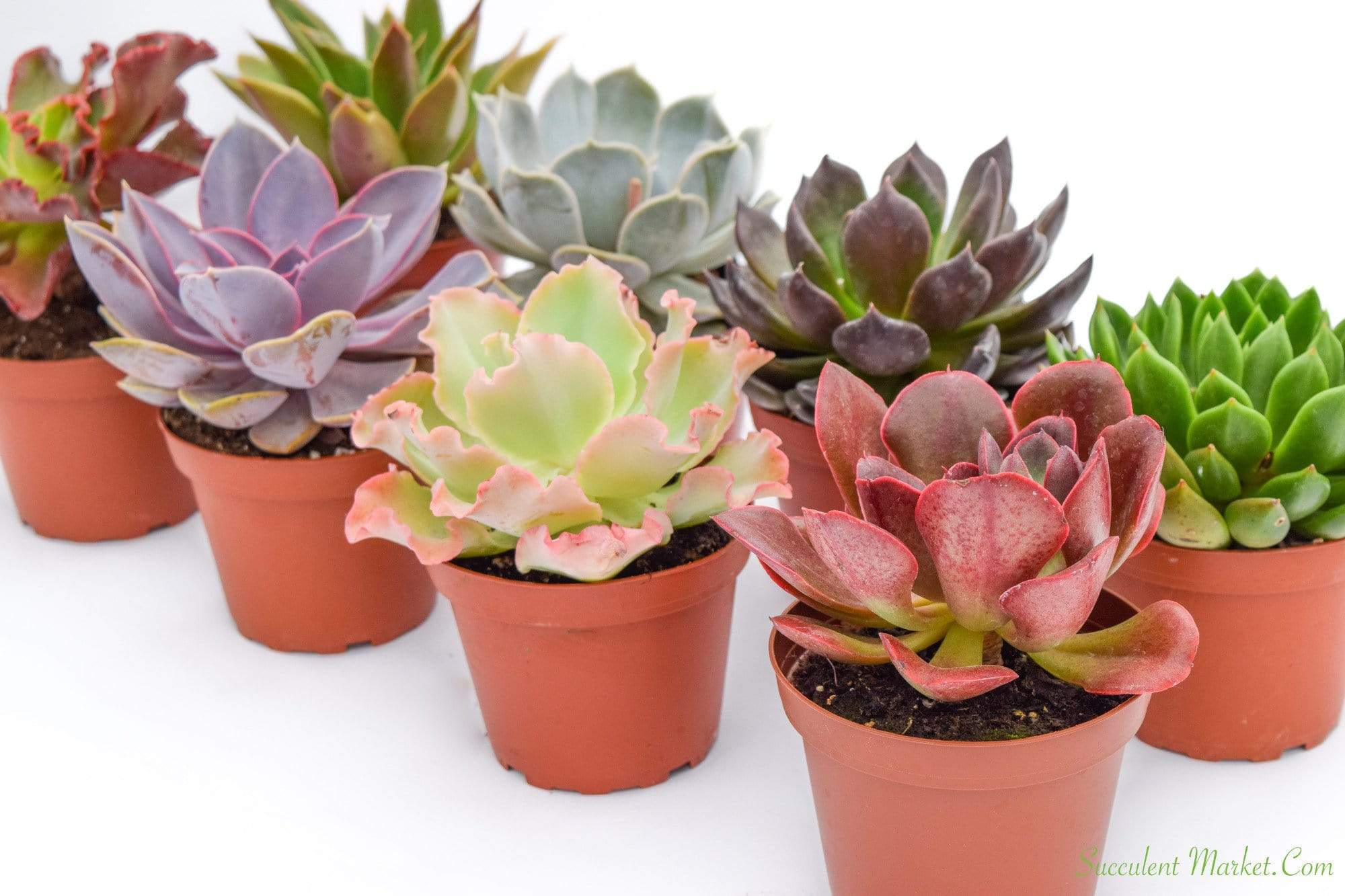 Live Echeveria Succulent Plants (4 Pack) Assorted 4-Inch Fully Rooted Echeveria Succulents Live Rosette Succulent Set