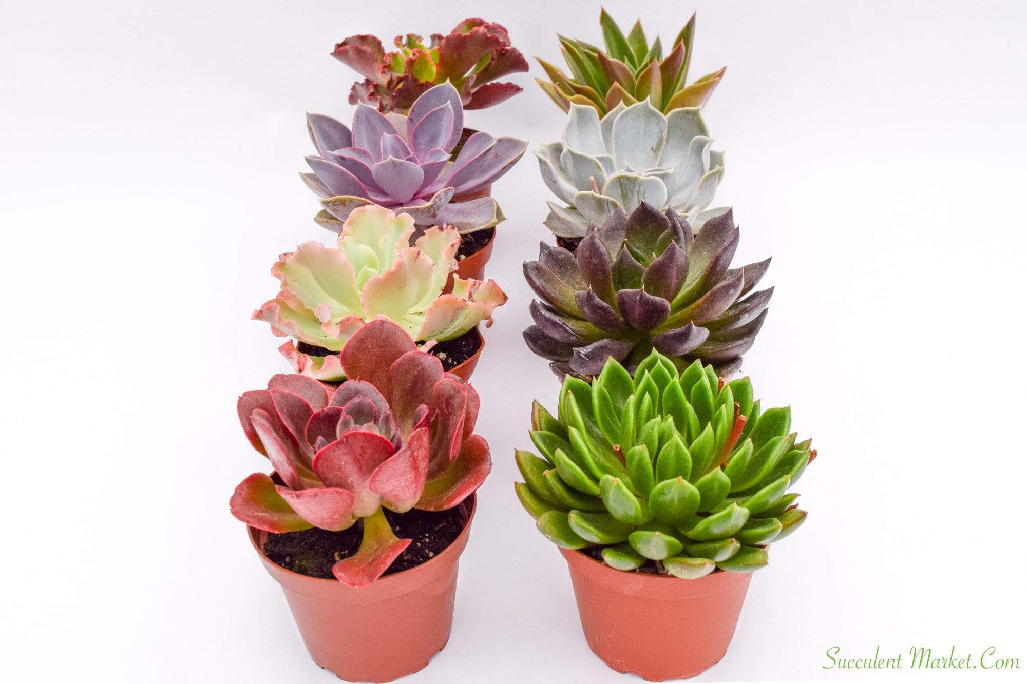 SUCCULENTMARKET.COM Live Echeveria Succulent Plants (8 Pack) – Assorted 4-Inch – Fully Rooted Echeveria Succulents – Live Rosette Succulent Set