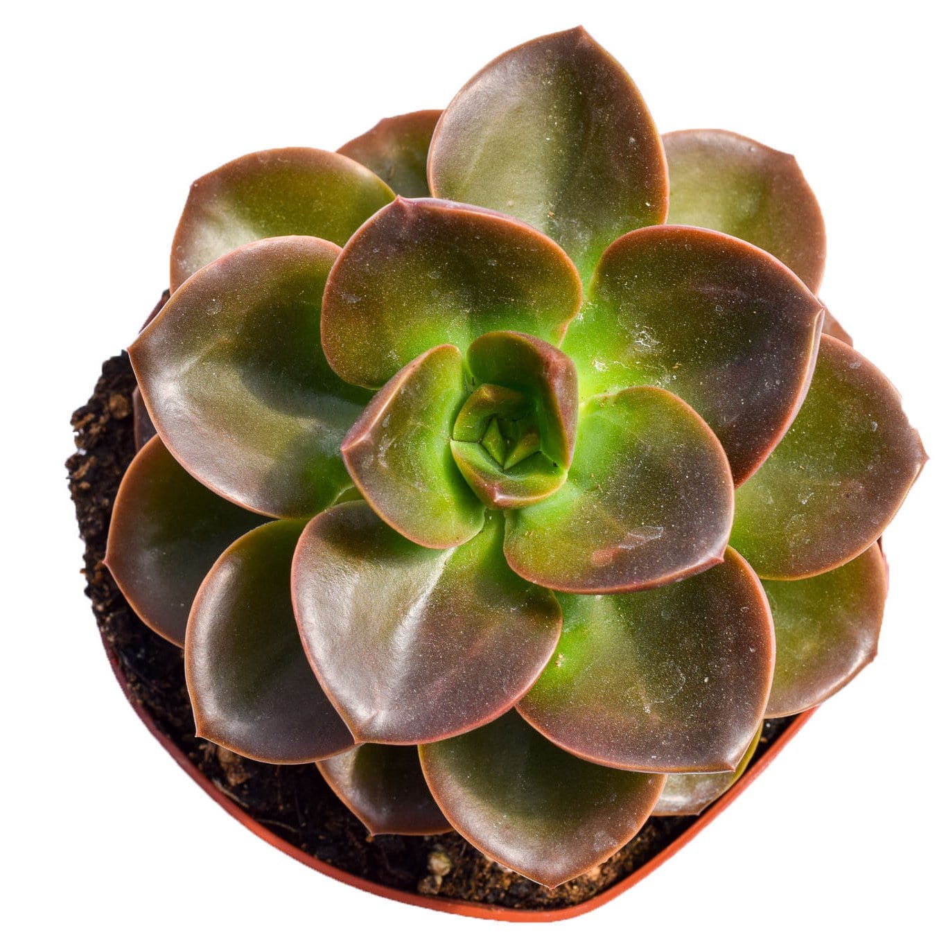 burgundy succulent Echeveria Burgundy Pearl for Sale|Succulents for Sale|Succulent Market