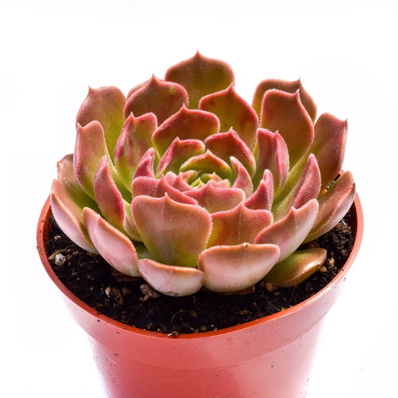 brown succulent plants Echeveria Brown Rose for Sale| Buy Succulents Online| Succulent Market