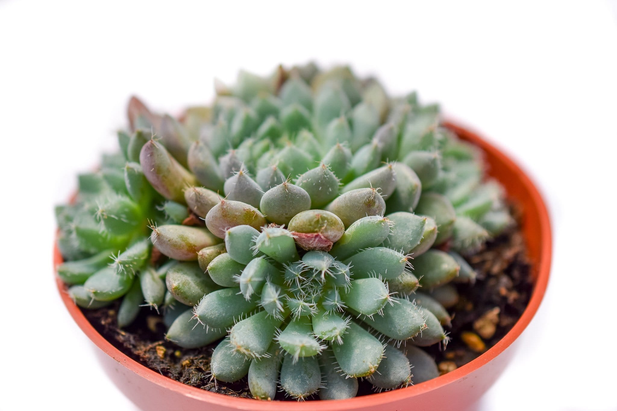 e succulents Echeveria Rundelli for Sale|Succulents for Sale|Buy Succulents Online