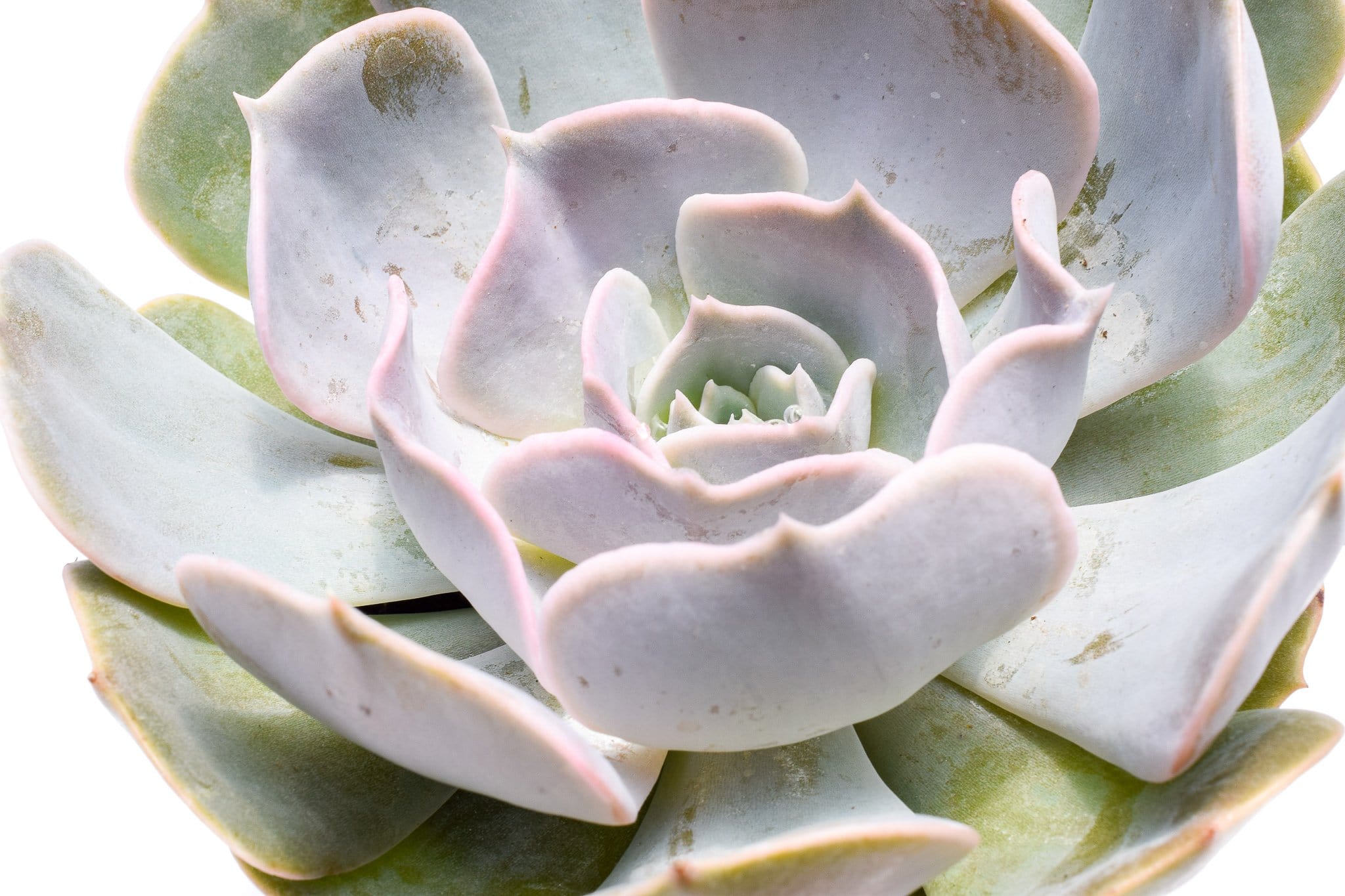 pollux succulent Echeveria Pollux for Sale| Succulents for Sale| Buy Succulents Online