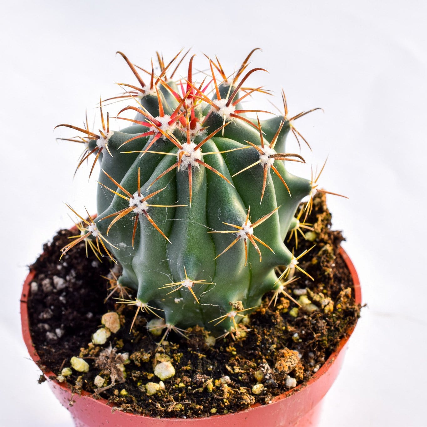 order cactus online Ferocactus Pringlei (Mexican Fire Barrel)Default Title