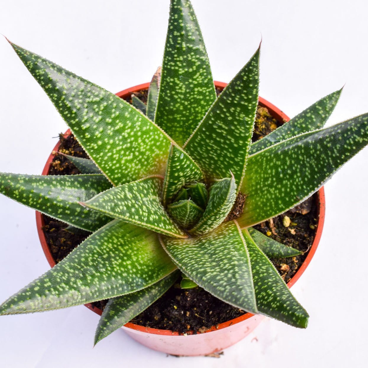 Gasteria Flow | Succulents for Sale | Succulent Market