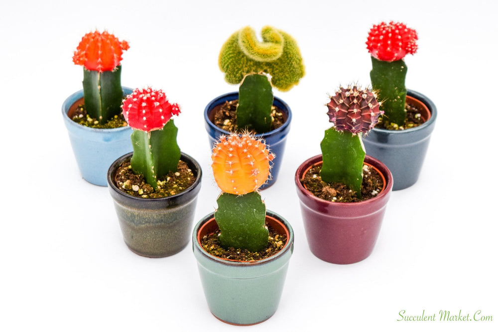SUCCULENTMARKET.COM Graft Cactus Moon Cactus