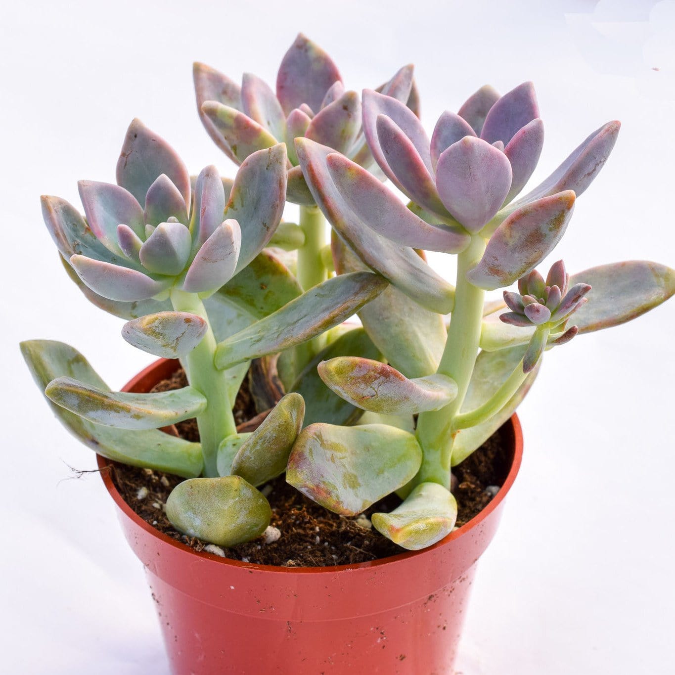 pink ghost plant succulent Graptopetalum Paraguayense for Sale| Ghost Plant for Sale