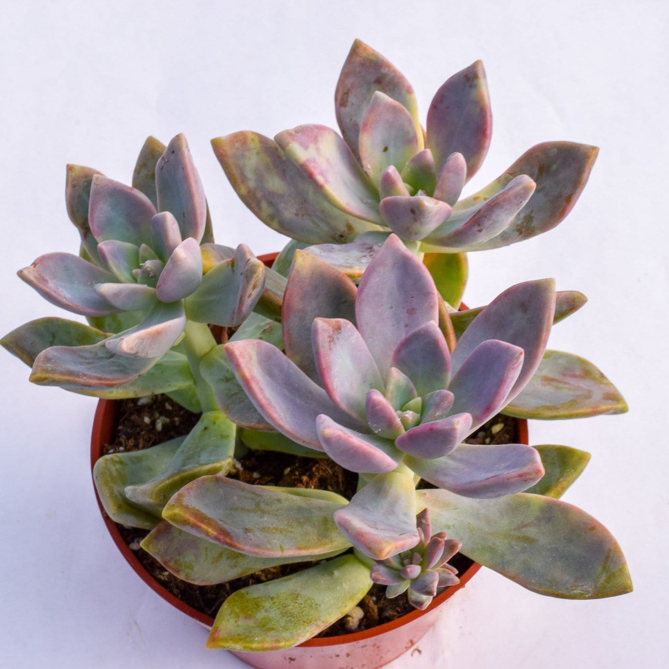 paraguayense succulent Graptopetalum Paraguayense for Sale| Ghost Plant for Sale