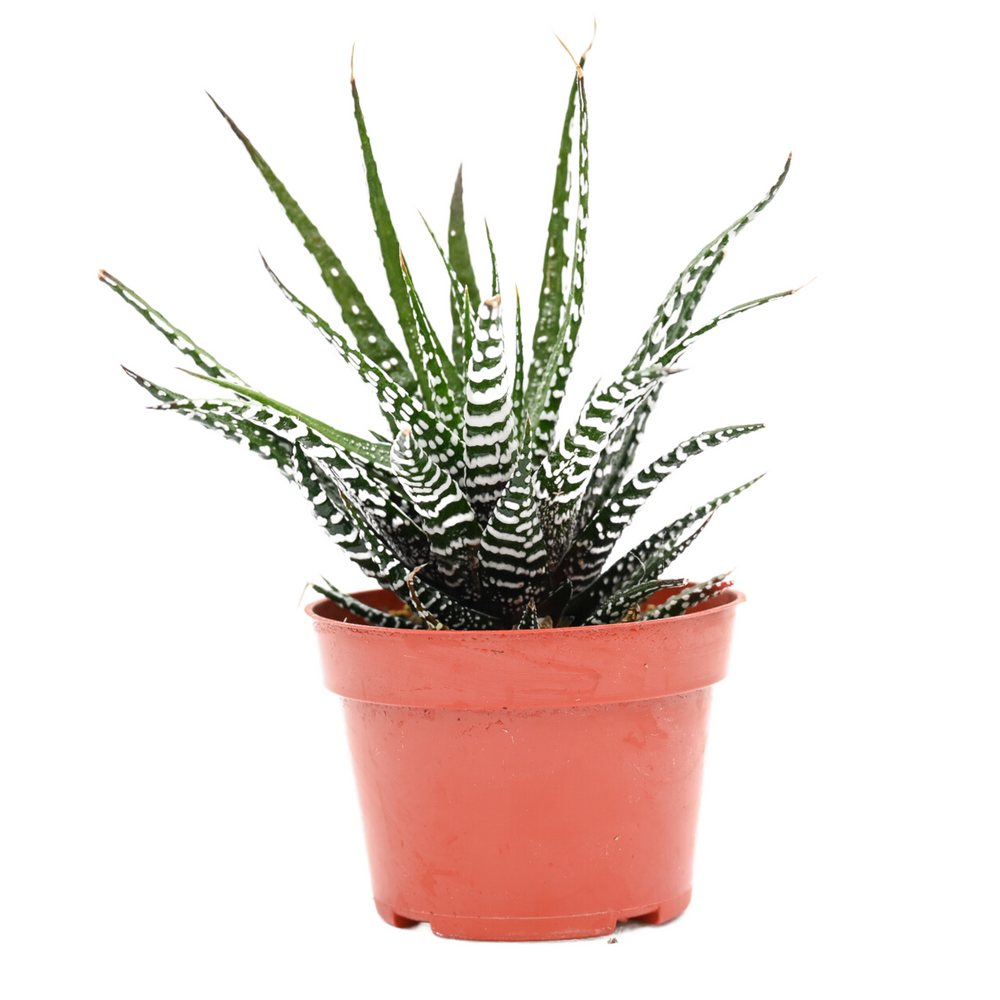 succulent barcelona Haworthia Barcelona for Sale