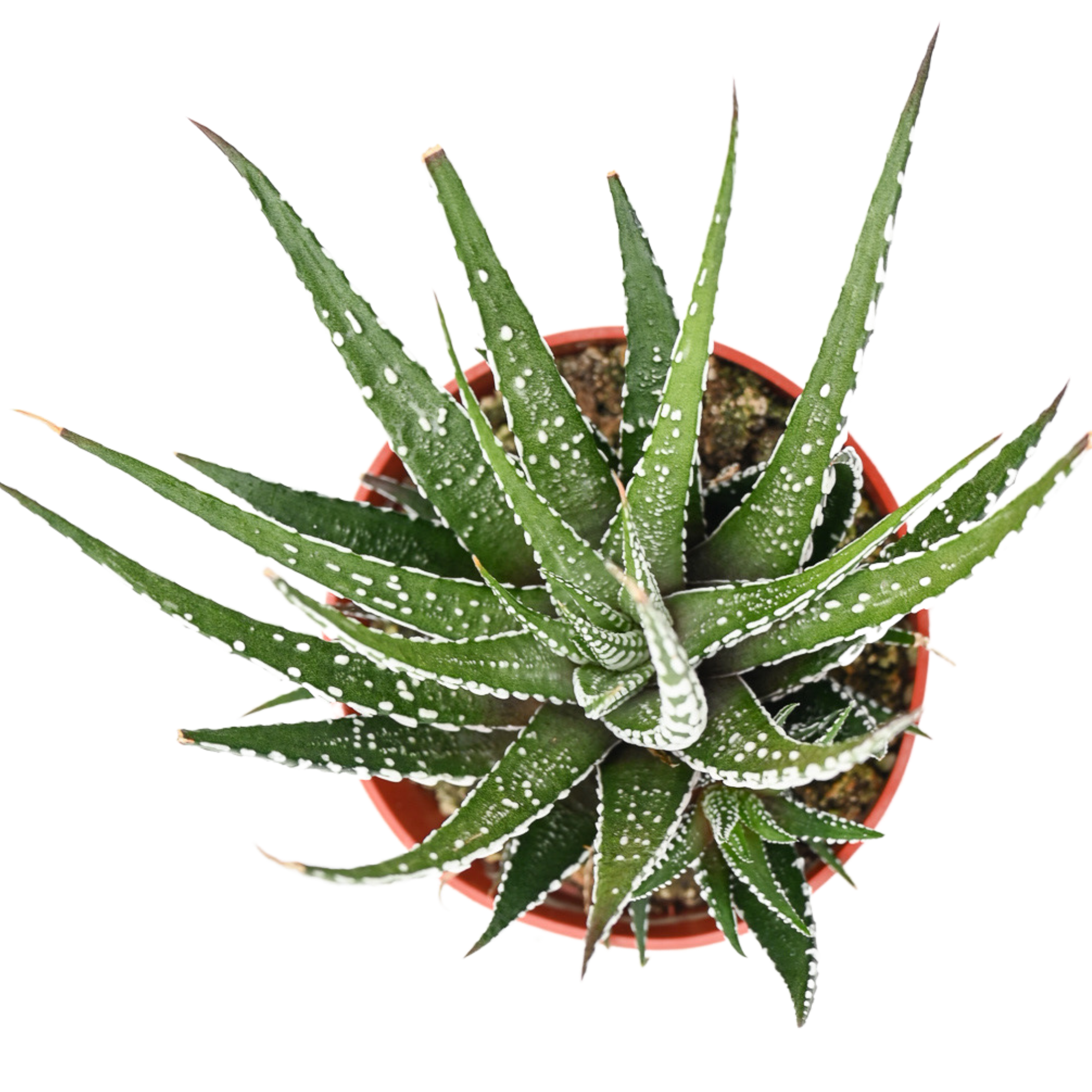 succulent barcelona Haworthia BarcelonaDefault Title