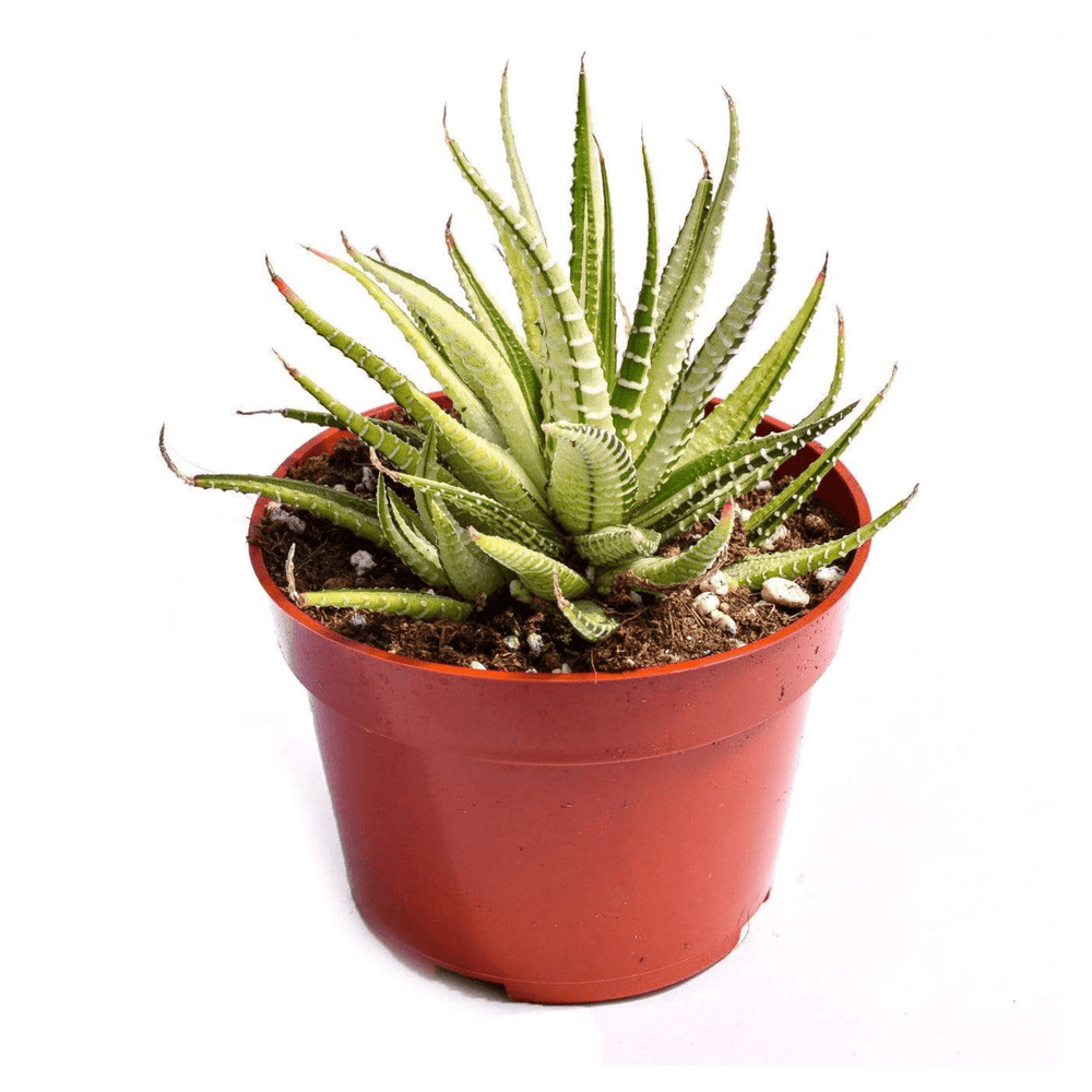 Haworthia Fasciata Attenuata Rare Succulent Plant - 4" Pot - Exotic Cactus-Like Plant