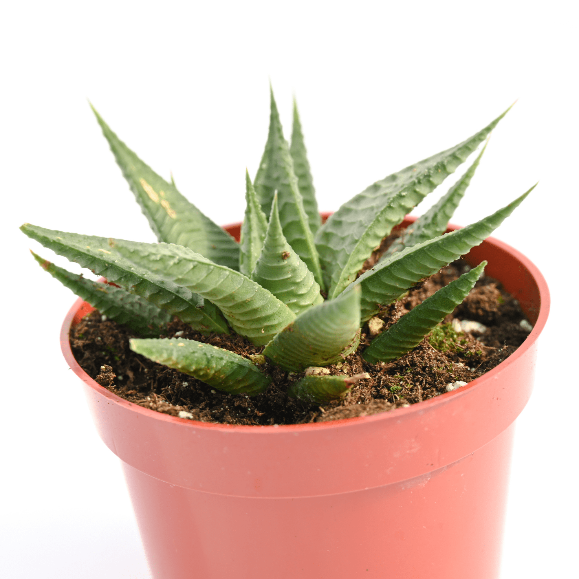 limifolia succulent Haworthia Limifolia Lime for Sale
