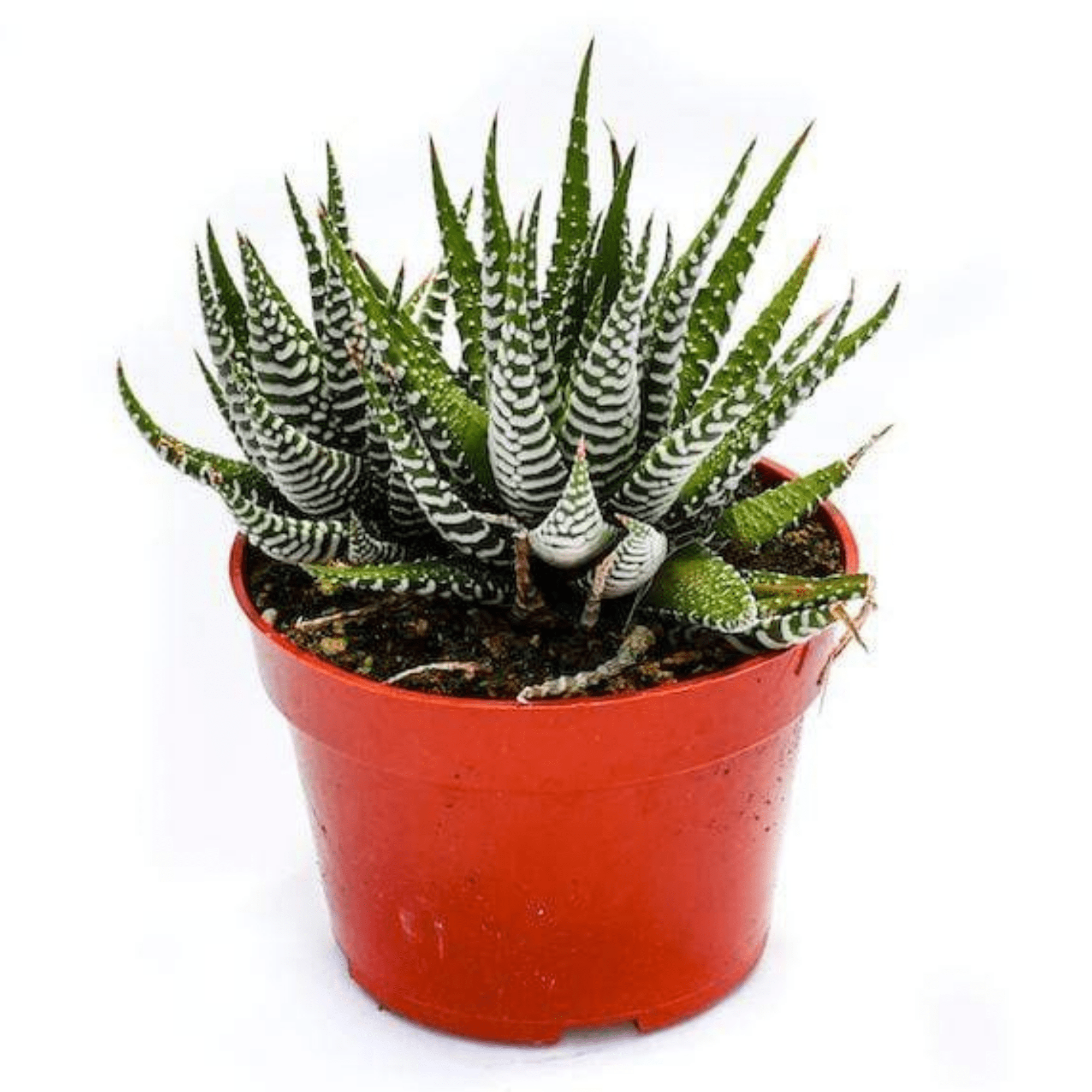 succulent with white hair Haworthia Super White for Sale| Buy Zebra Plant Succulent