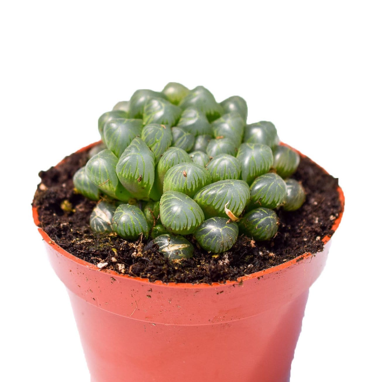 Haworthia Cooperi for Sale| Haworthia for Sale | Clear Succulents