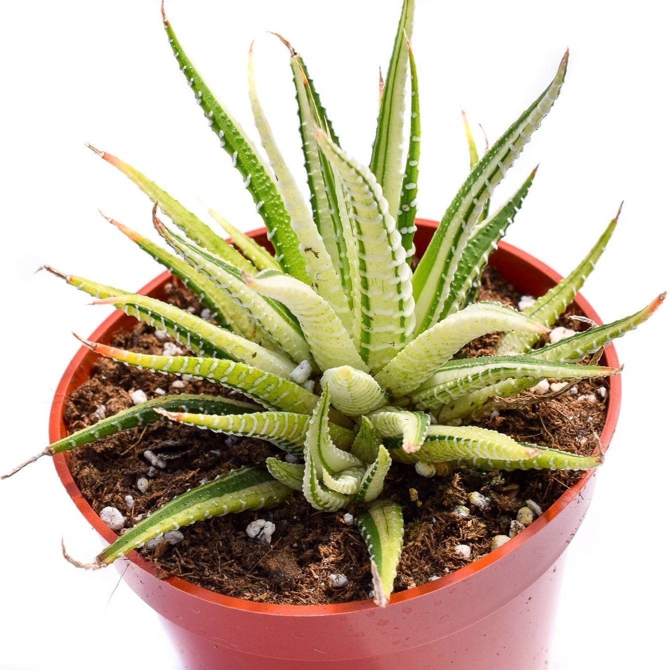 succulent haworthia fasciata Haworthia Fasciata Variegata | Succulents for Sale | Succulent Market