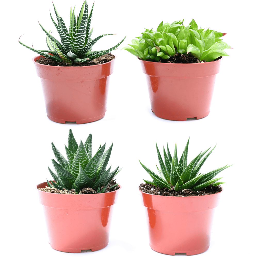 4 inch succulents in bulk Indoor Succulents for Sale| Buy Succulents in Bulk| Succulent Market 4 Pack