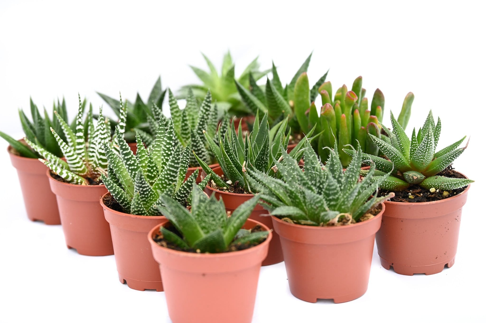 cheapest bulk succulents Assorted Indoor Succulents - 2 Inch Containers | Succulents for Sale | Succulent Market