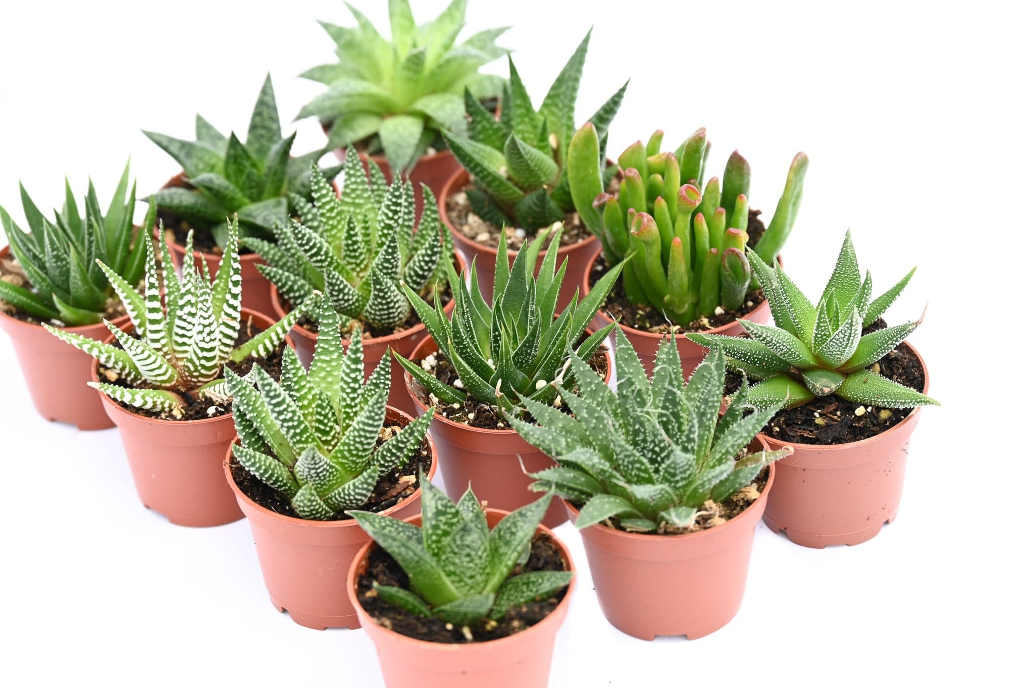 low price succulent plants Assorted Indoor Succulents - 2 Inch Containers | Succulents for Sale | Succulent Market
