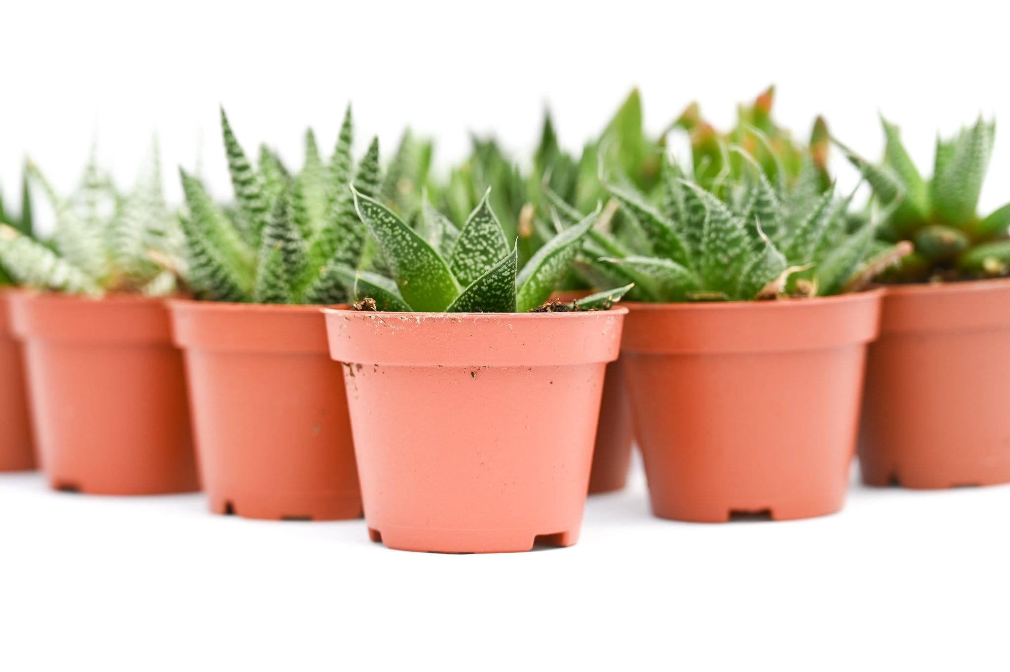 indoor succulents for sale Assorted Indoor Succulents - 2 Inch Containers | Succulents for Sale | Succulent Market