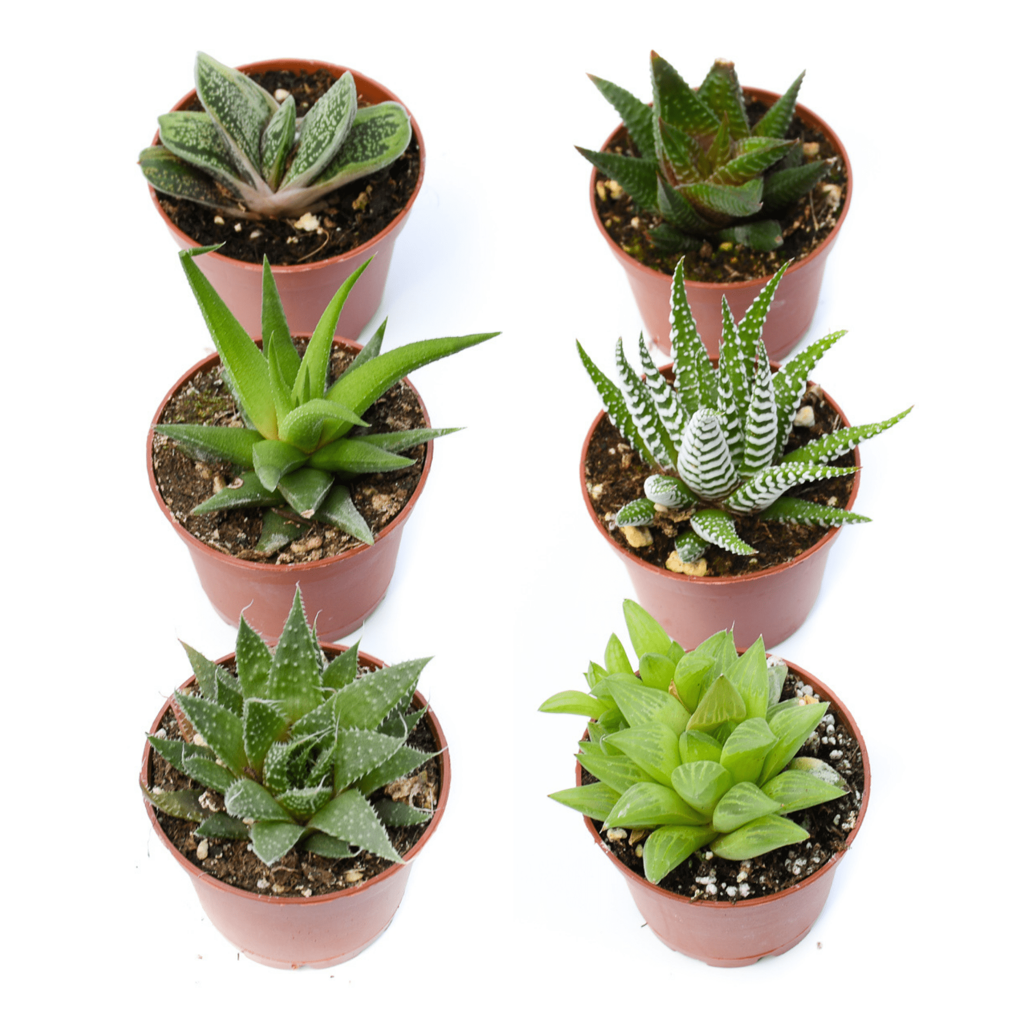 Beginner Succulents for Sale| Indoor Succulents for Sale| Shop Online 40 Pack