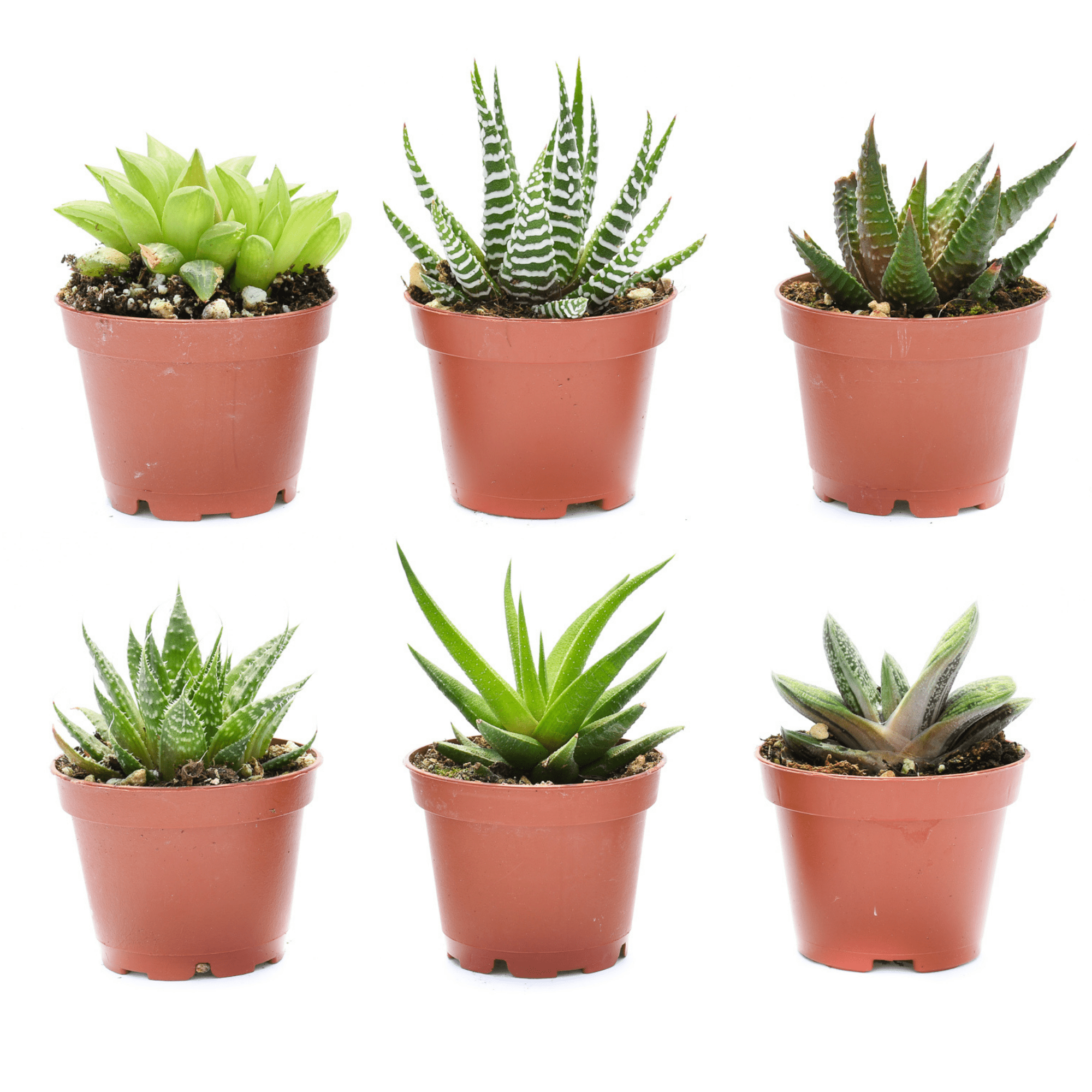 buy indoor succulents Beginner Succulents for Sale| Indoor Succulents for Sale| Shop Online 6 Pack