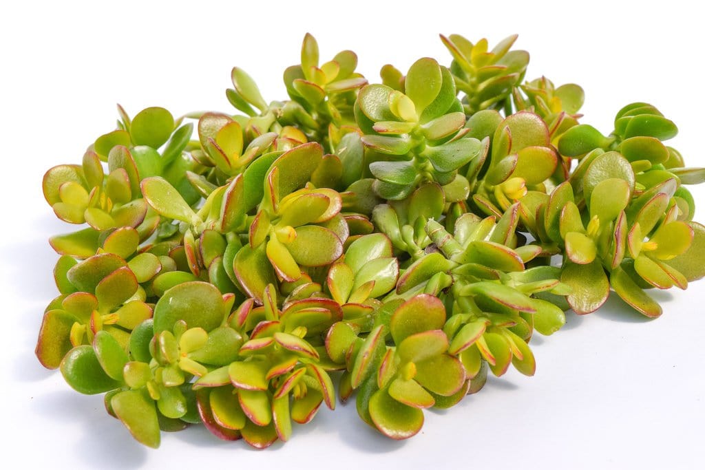 jade succulent cutting Jade Succulent Cuttings for Sale| Succulent Cuttings for Sale