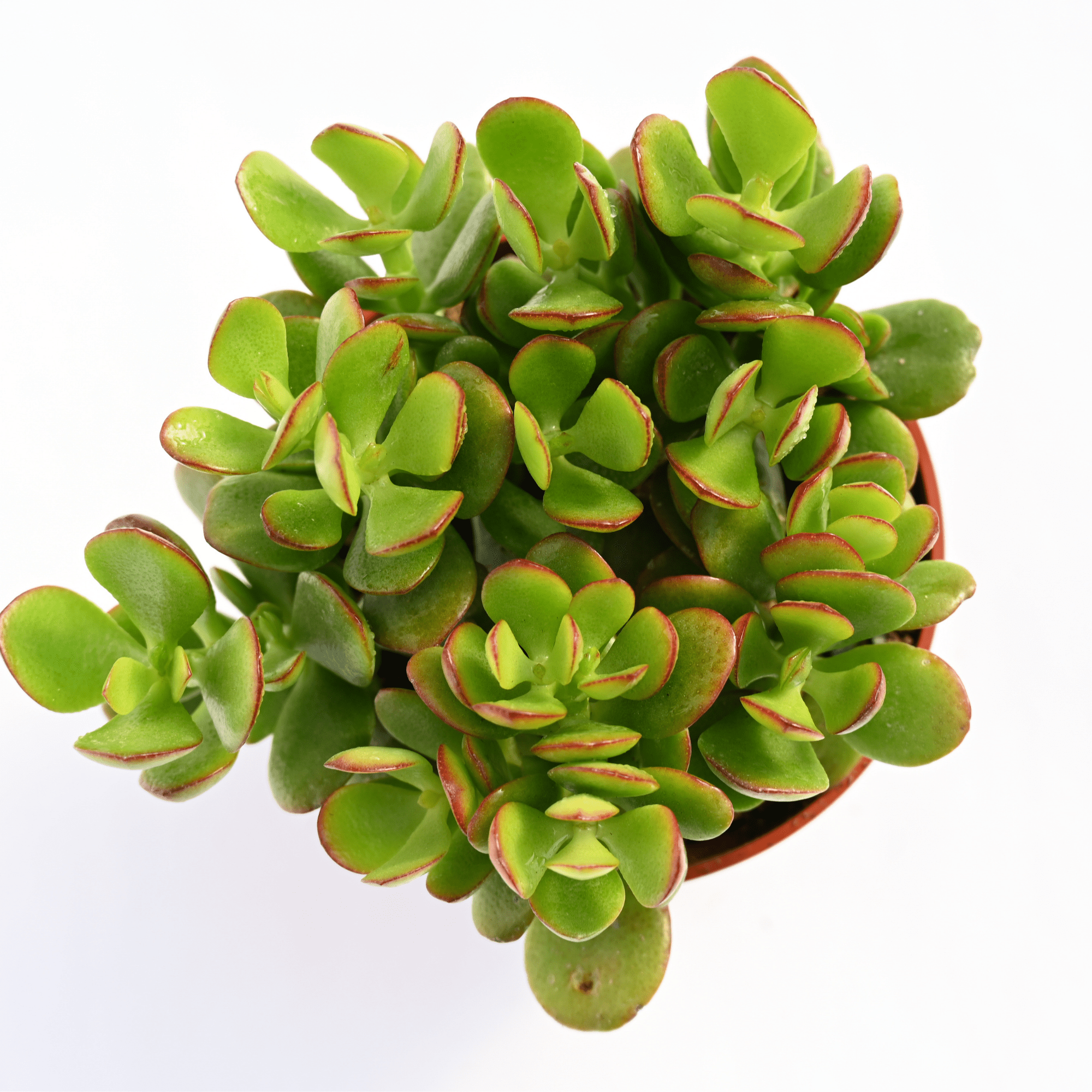 jade point succulents Jade Succulent for Sale | Buy Jade Plant
