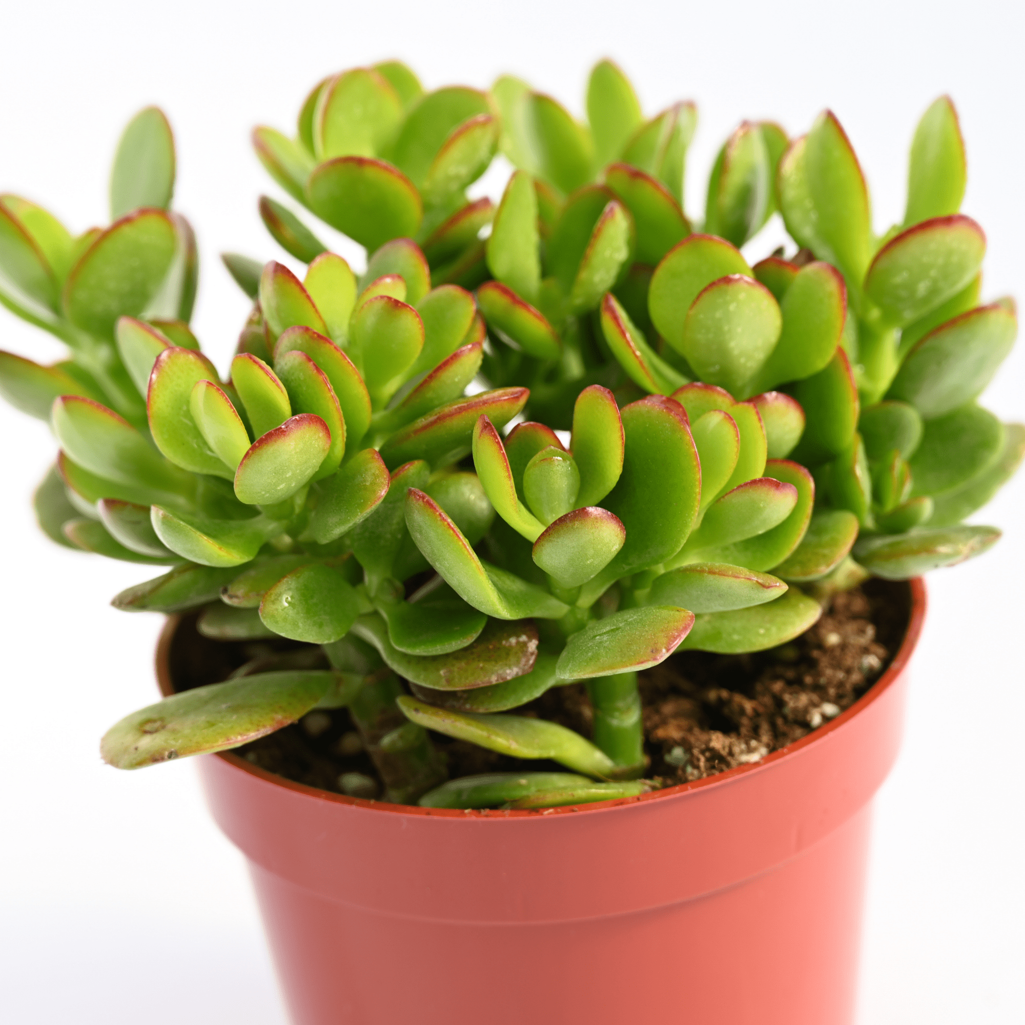 jade & co succulent boutique llc Jade Succulent for Sale | Buy Jade Plant