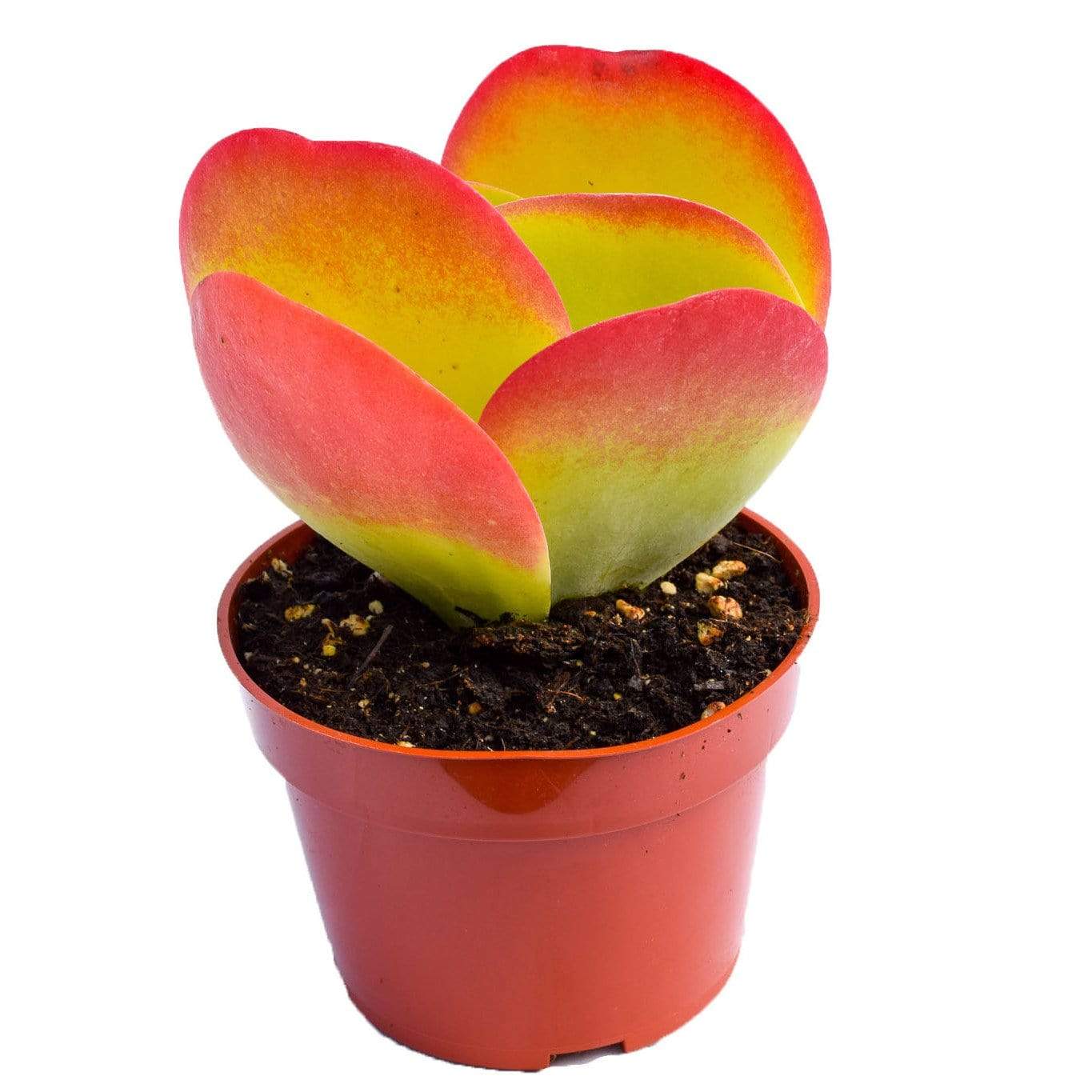 thyrsiflora succulent Kalanchoe Thyrsiflora for Sale| Succulents for Sale| Succulent Market
