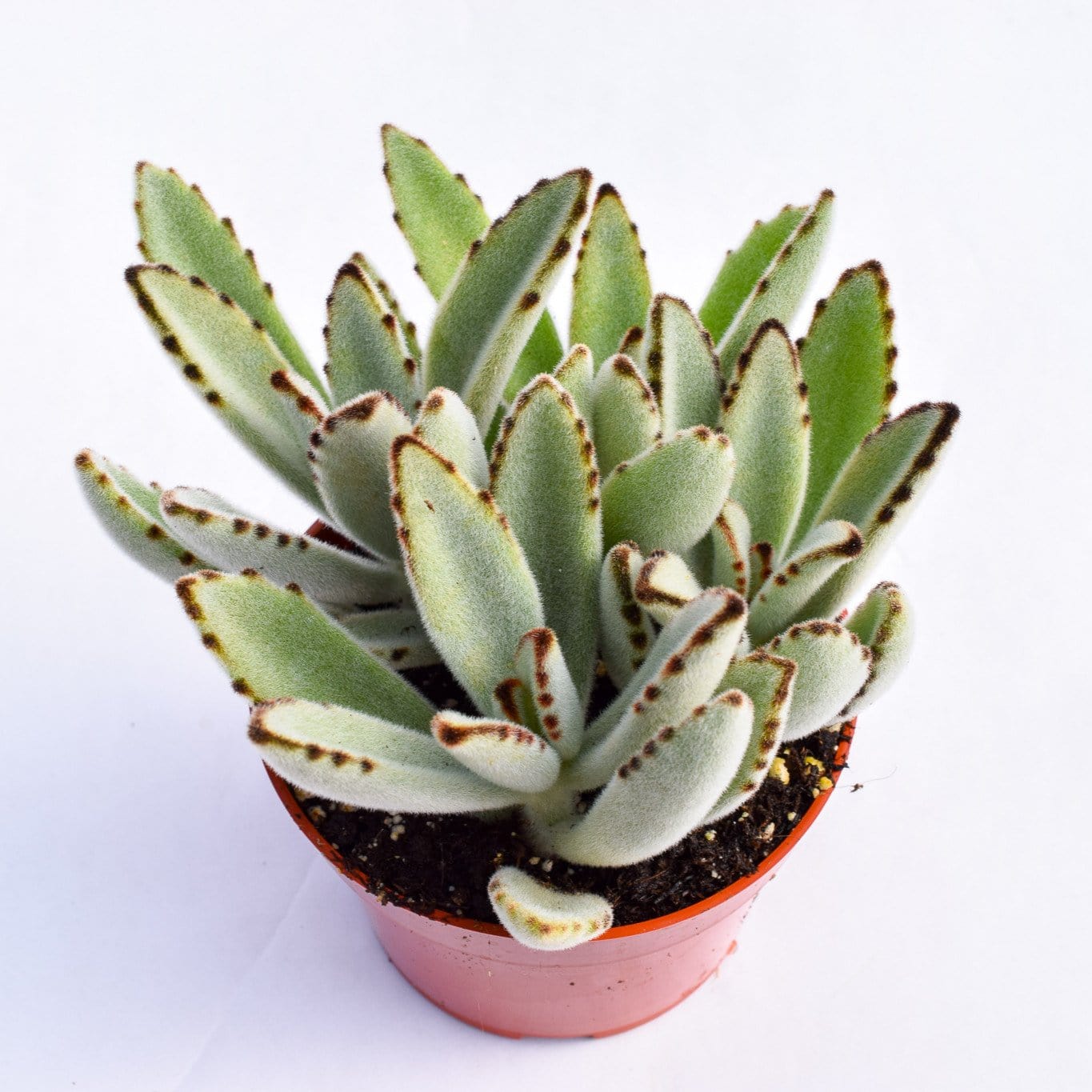 succulent kalanchoe tomentosa Kalanchoe Tomentosa for Sale| Panda Plant| Succulent Market