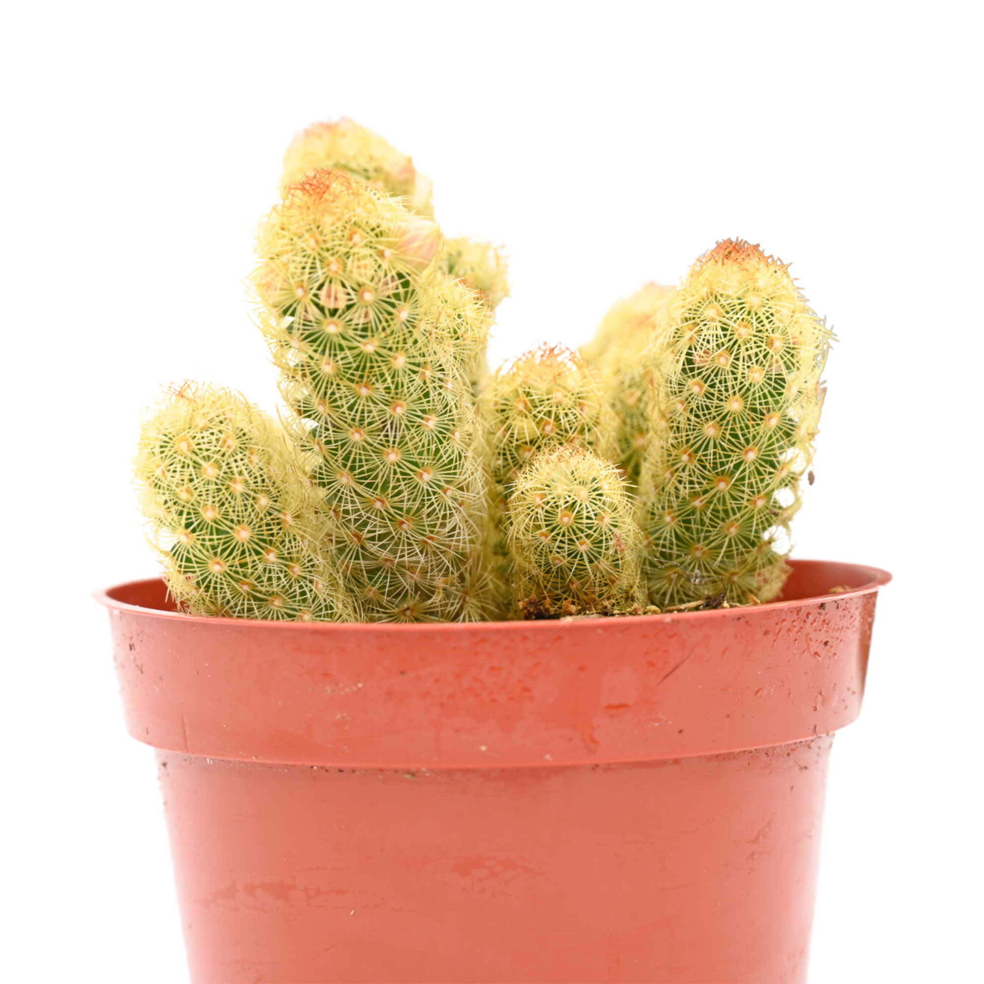 Mammillaria Elongata for Sale| Buy Mammillaria Elongata Online