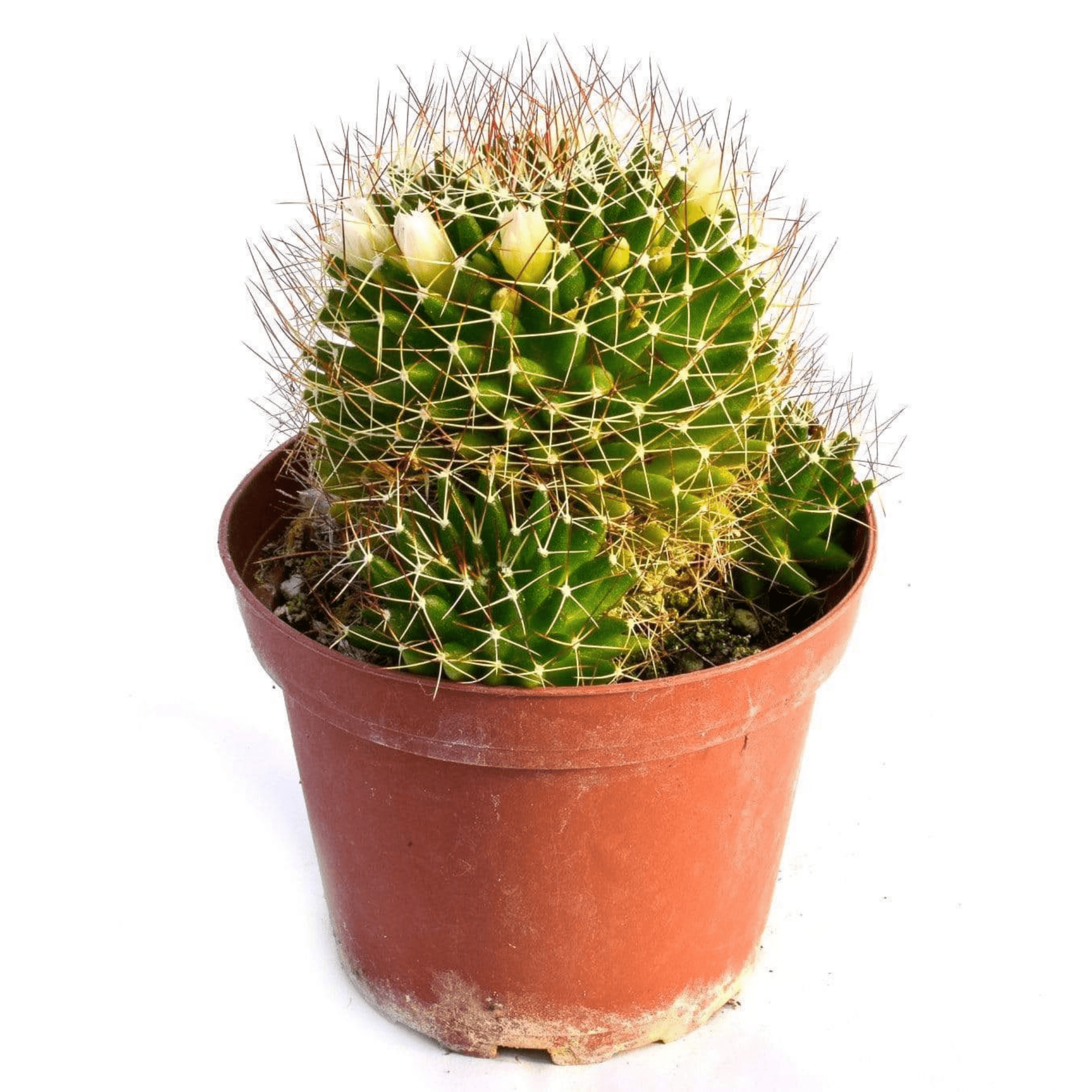 mammillaria cactus types Barrel Cactus | Mammillaria Species | Cactus for Sale