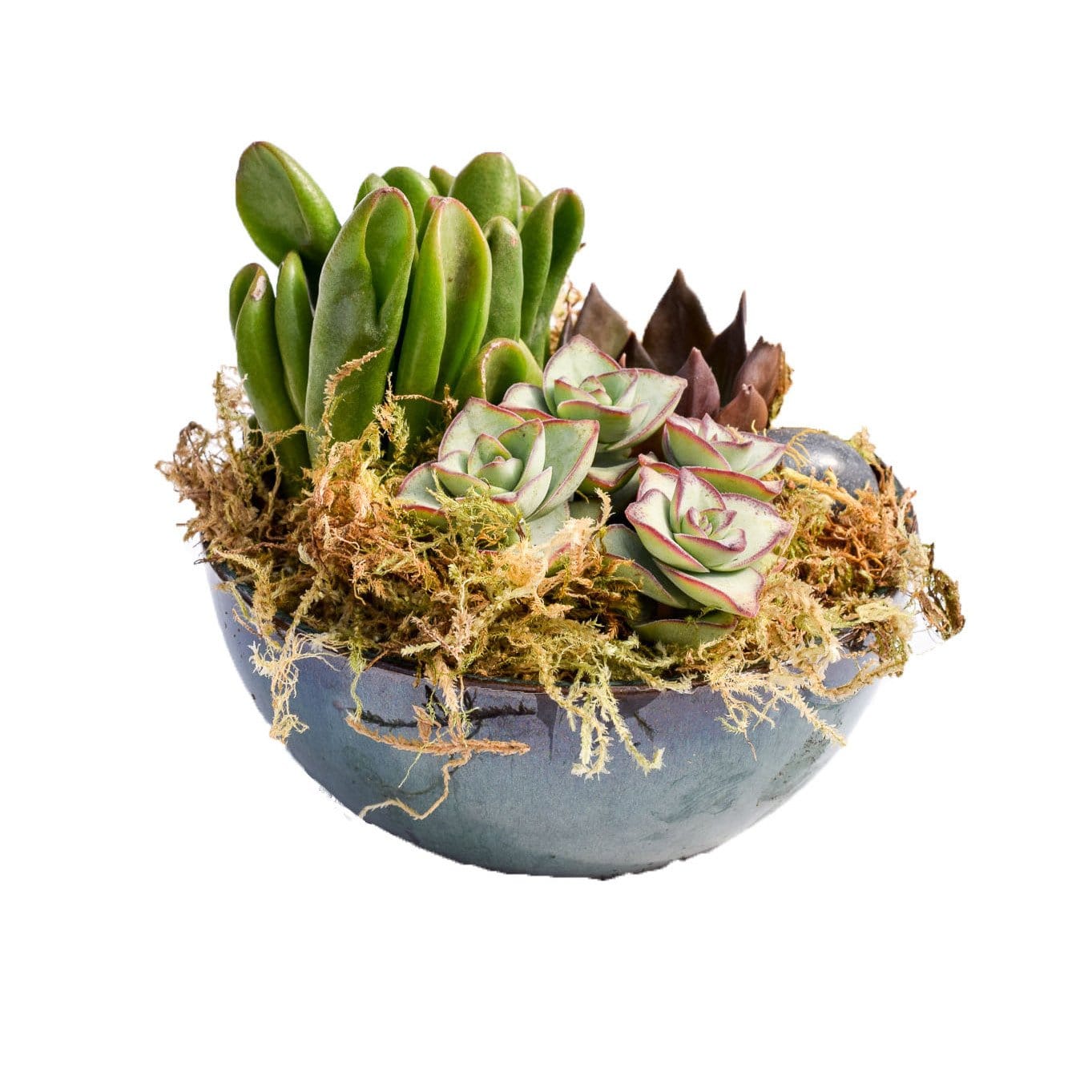moss in succulent pot Succulent Dish Garden for Sale