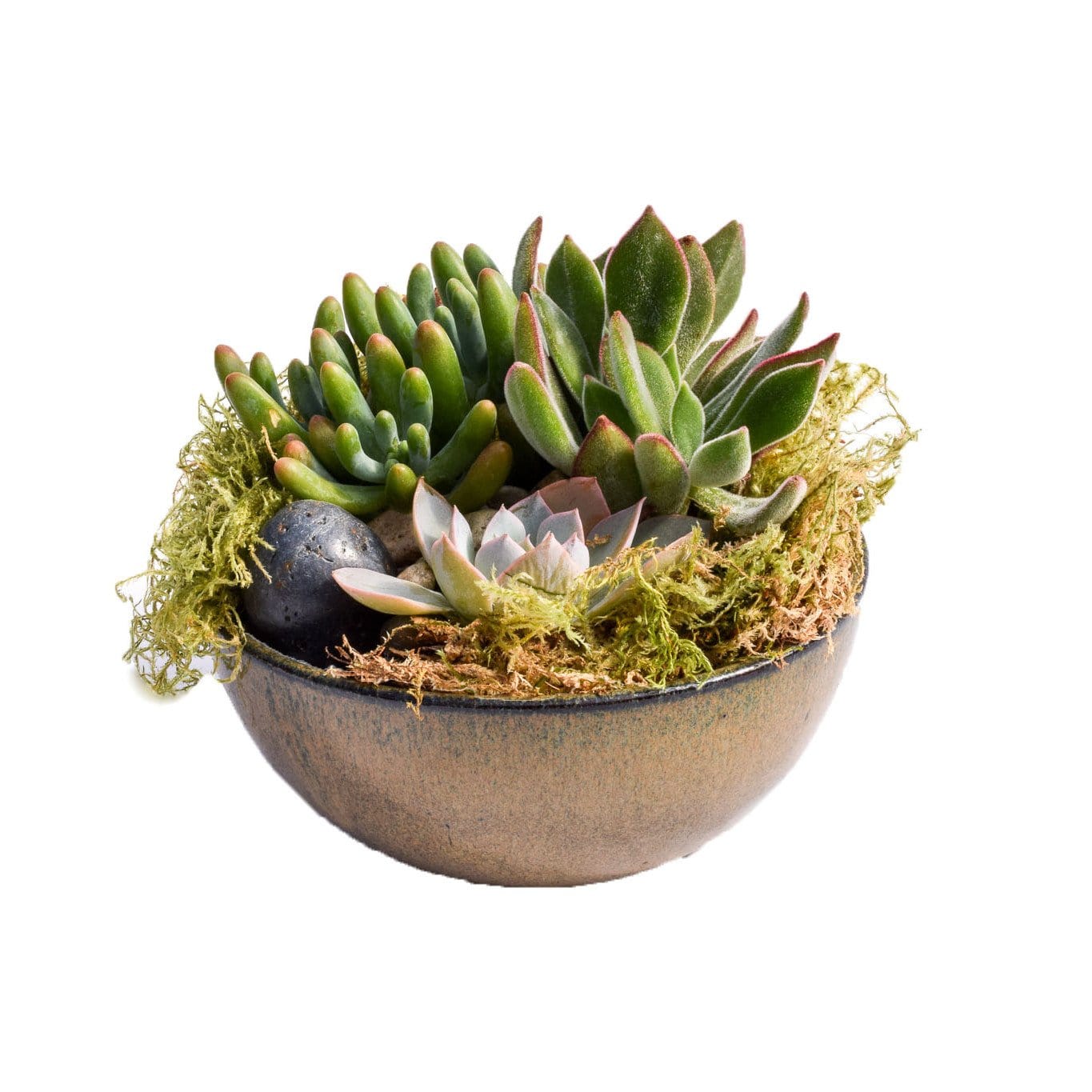 succulent dish gardens for sale Succulent Dish Garden | Succulent Centerpiece