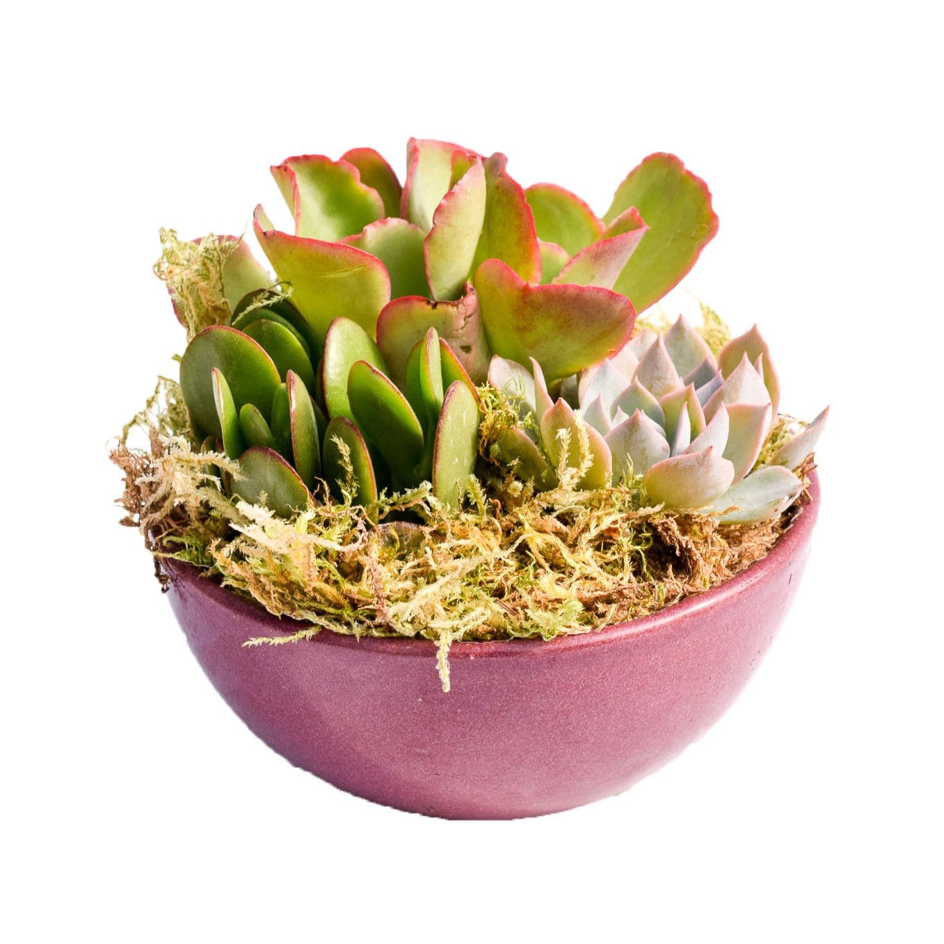 Succulent Dish Garden for Sale