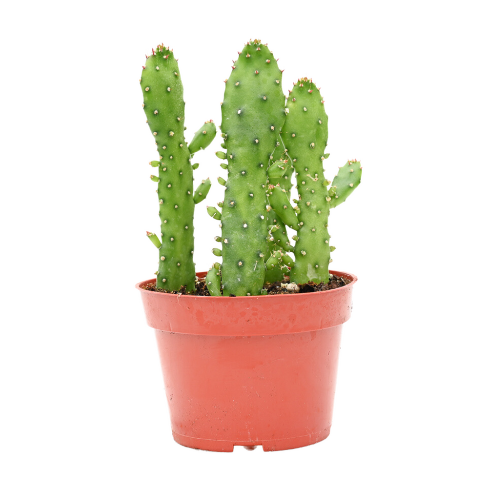 buy prickly pear cactus online Opuntia Maverick for Sale