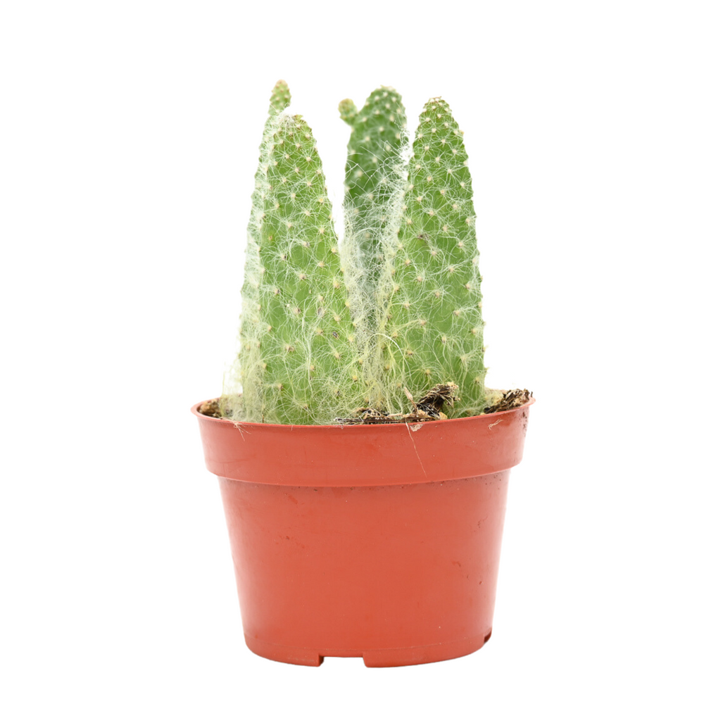 snow cactus prickly pear Opuntia Snow White for Sale