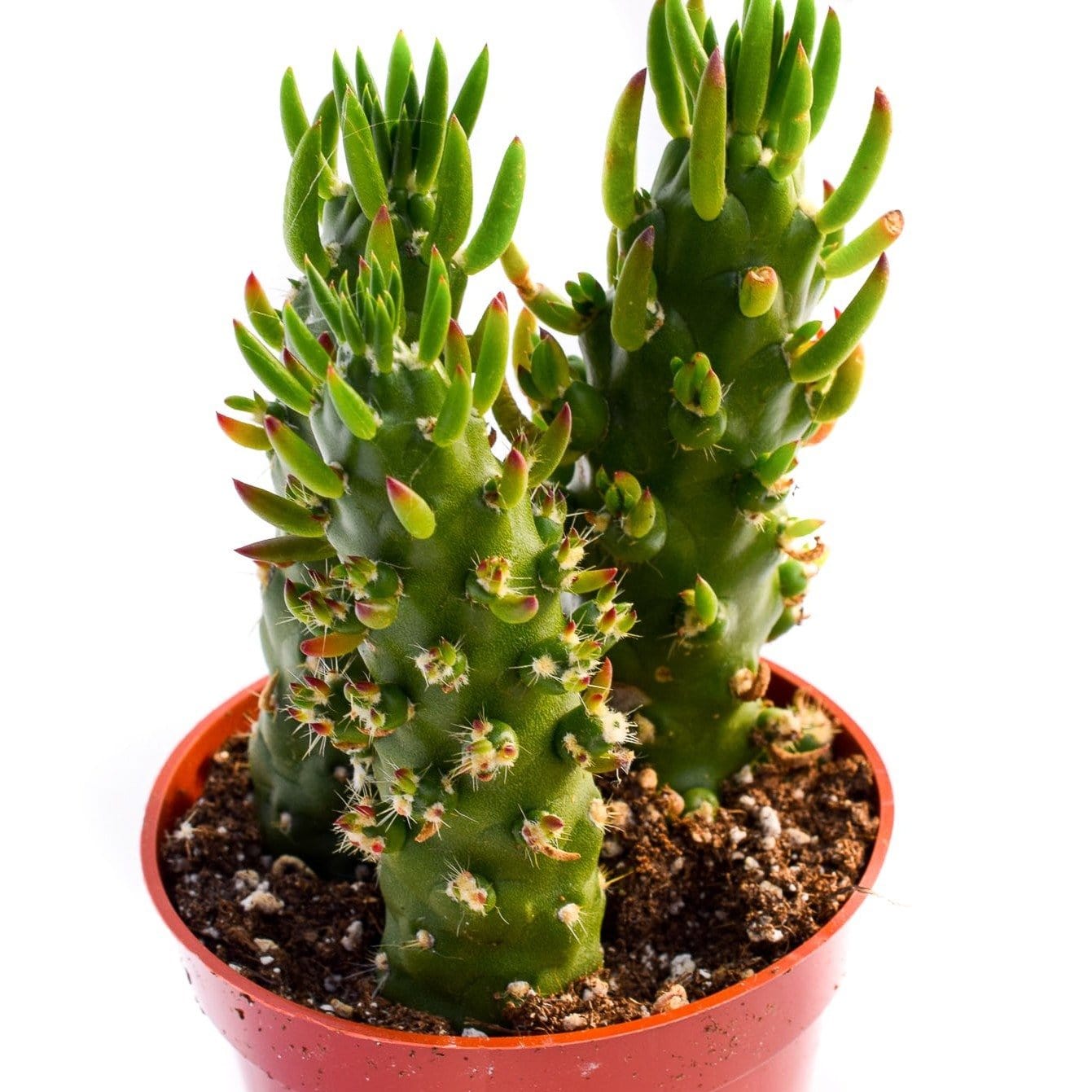 mammillaria tesopacensis Mammillaria tezontle – Kyle's Plants