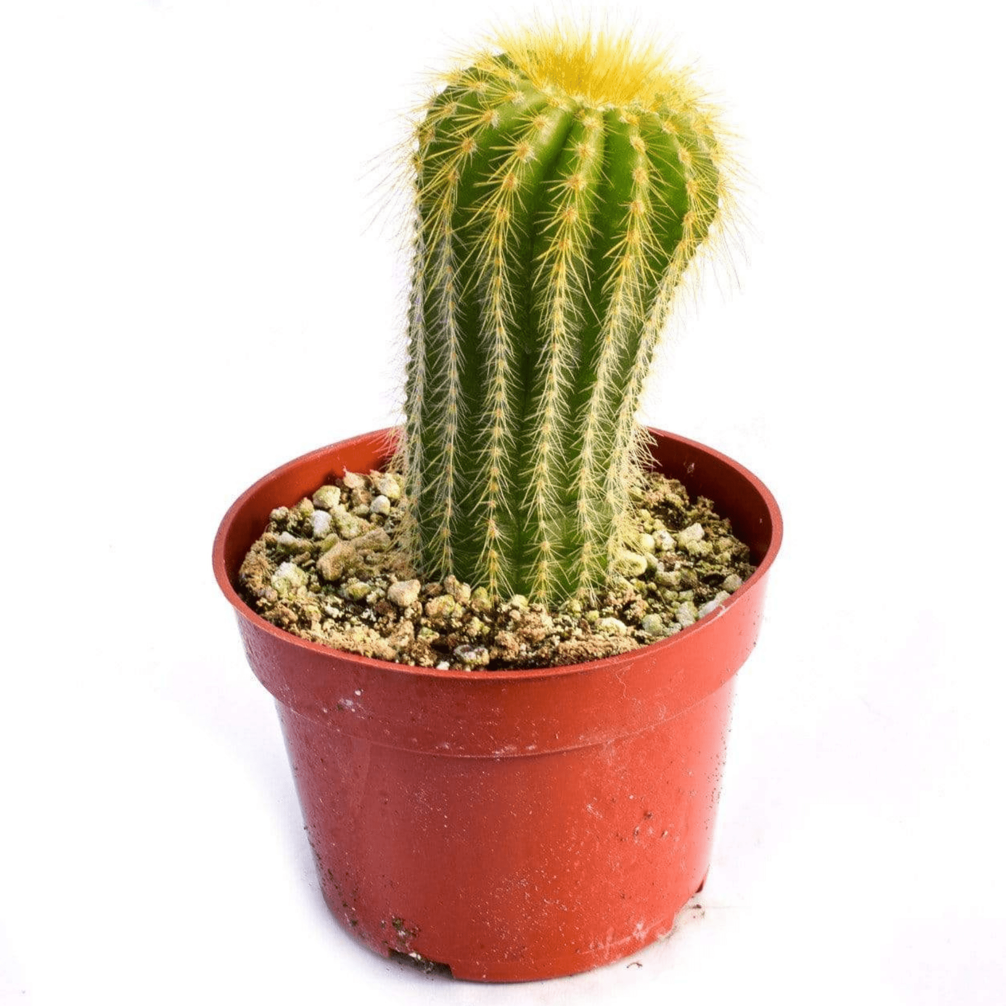 Cactus for Sale| Buy Cactus Online| The Ultimate Cactus Shop