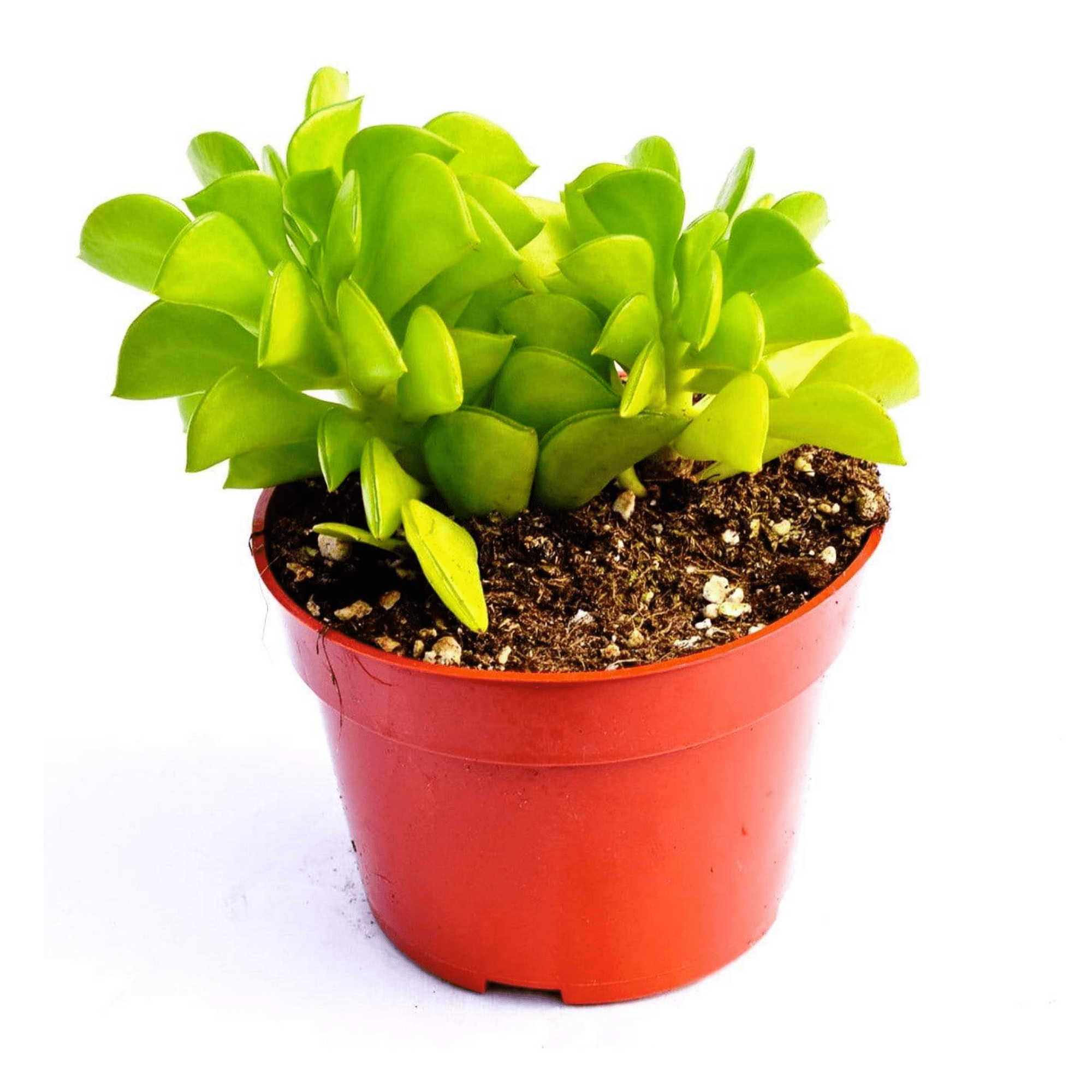 peperomia succulent plant Peperomia Maxi for Sale| Succulents for Sale| Buy Succulents Online