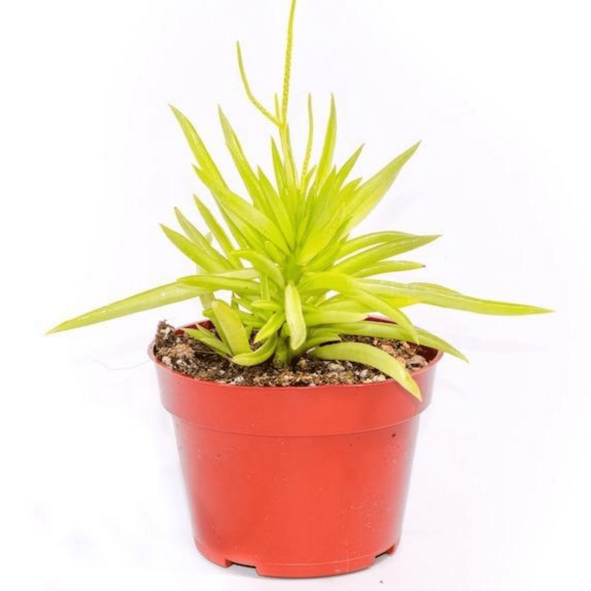 Peperomia Happy Bean for Sale| Succulents for Sale| The Succulent Shop