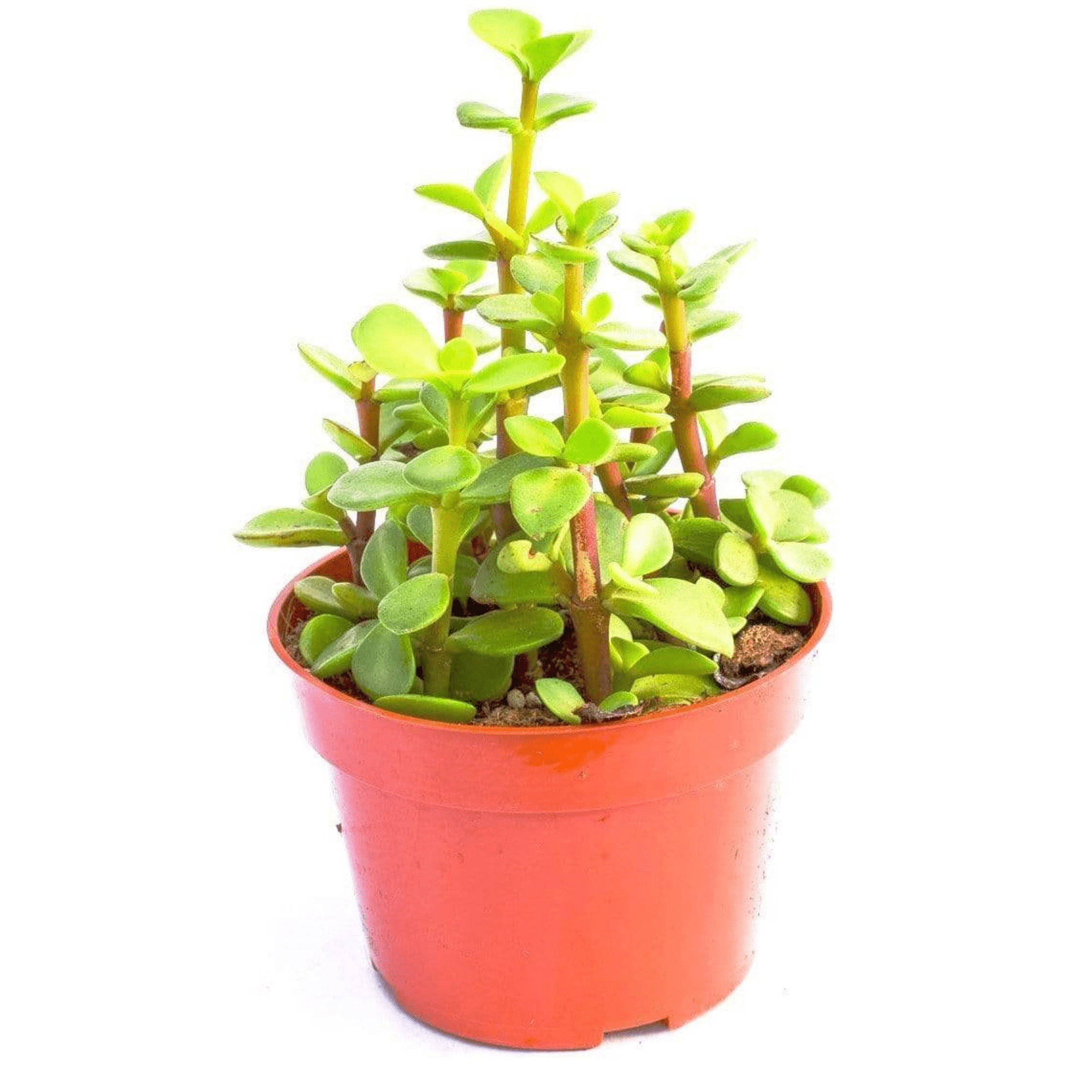 portulacaria afra ebay Portulacaria Afra | Succulents for Sale | Succulent Market